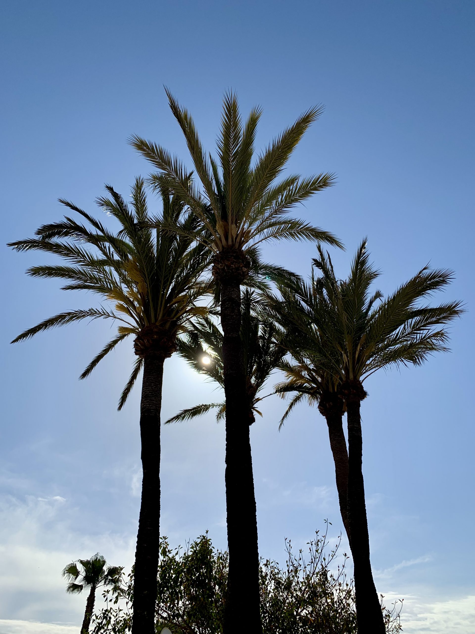 Palm Trees