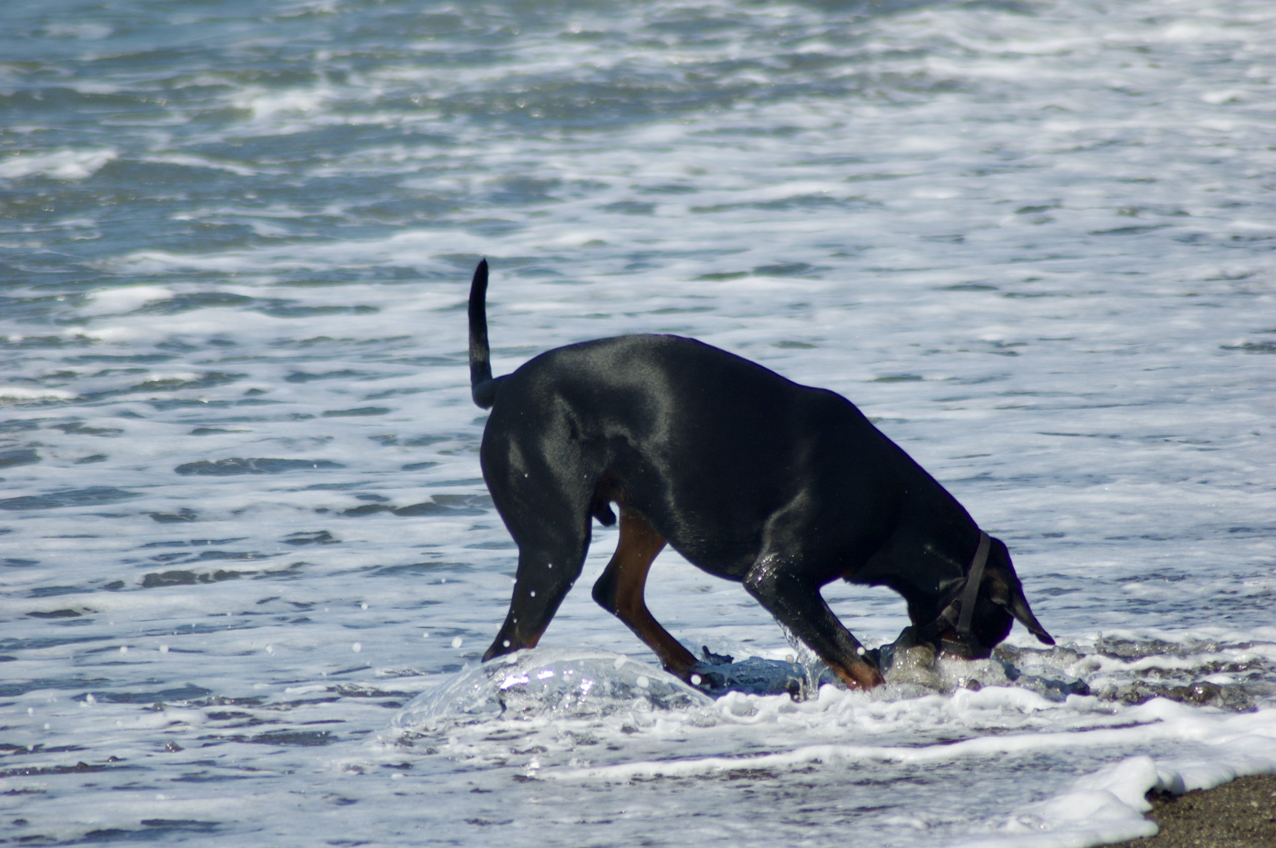 Digging Dog