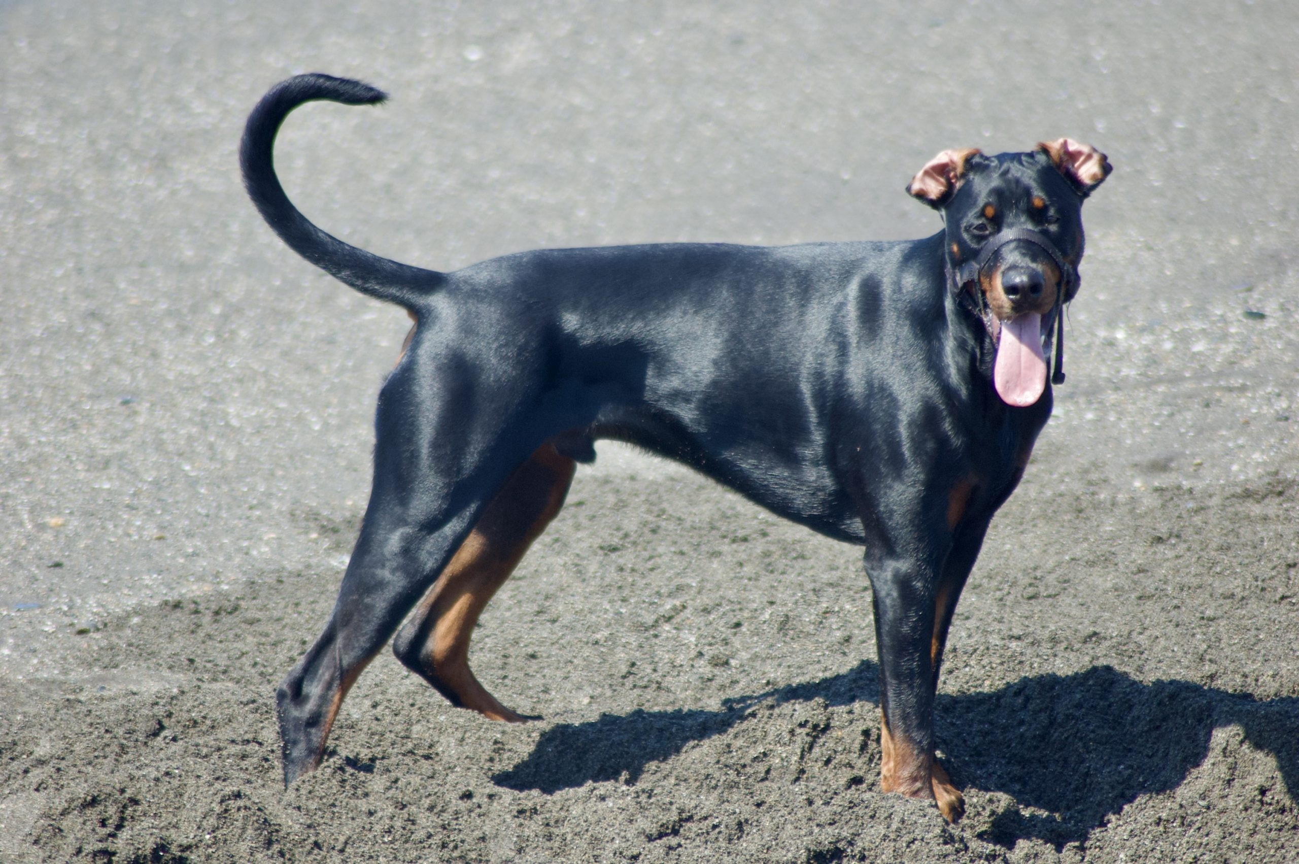 Digging Dog