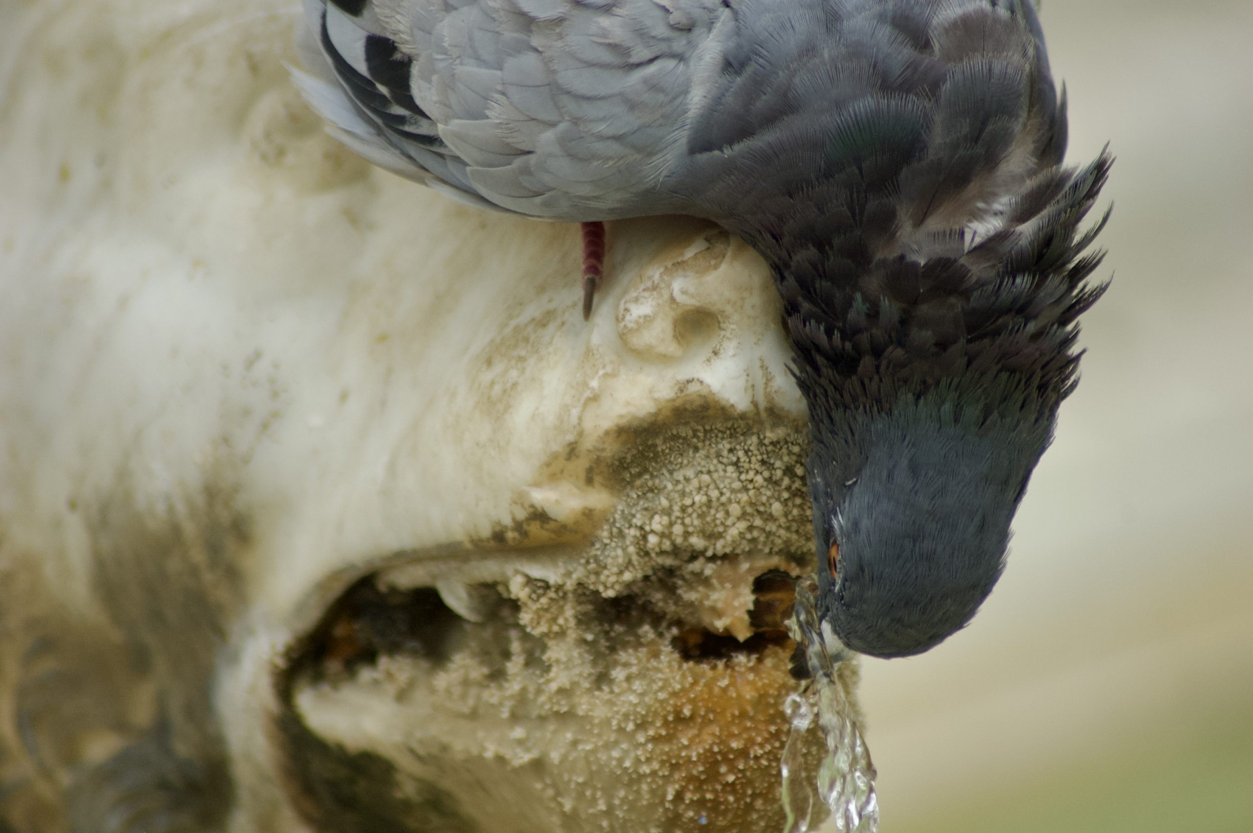 Drinking Pigeon