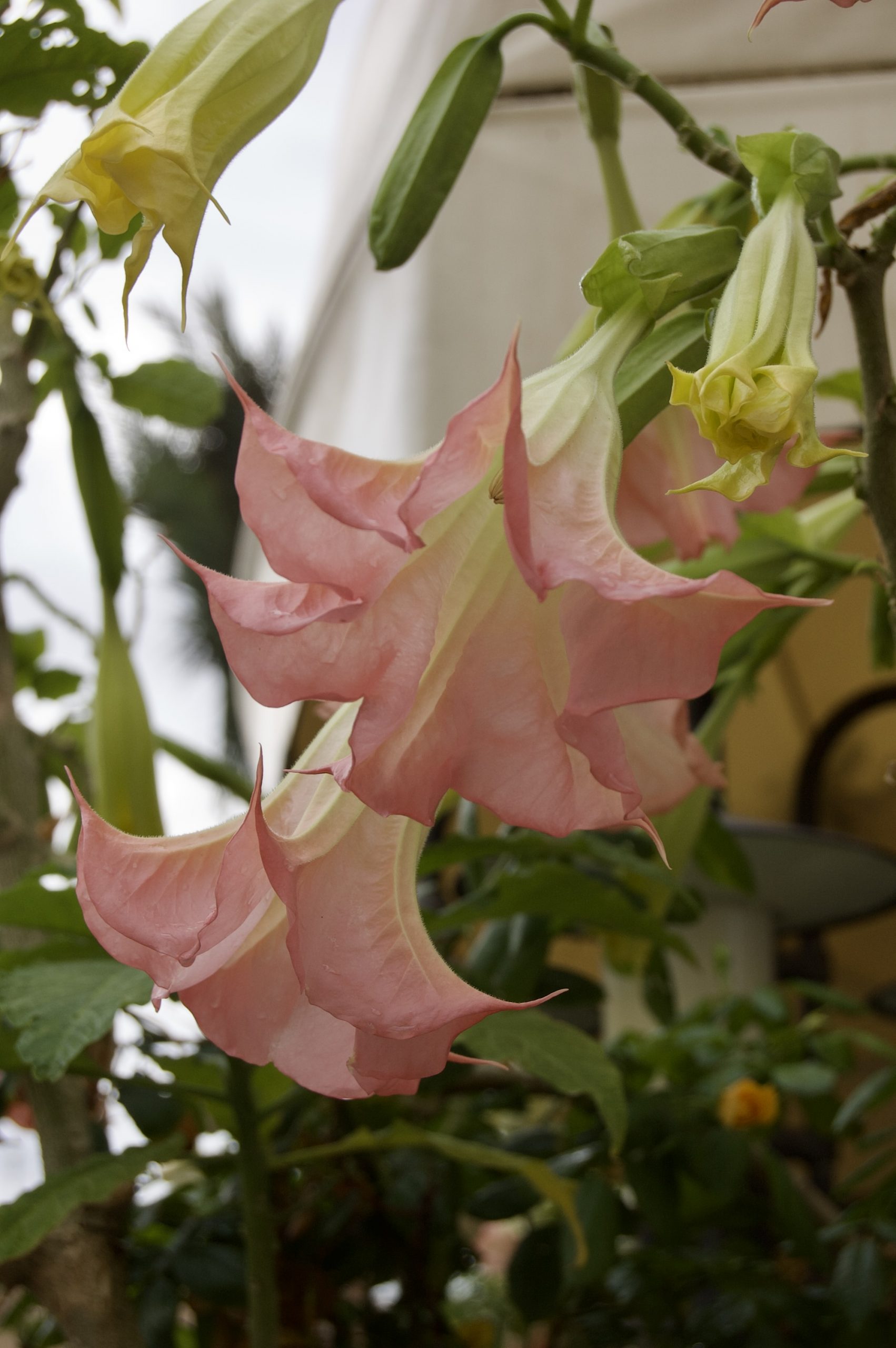 Angel’s Trumpets