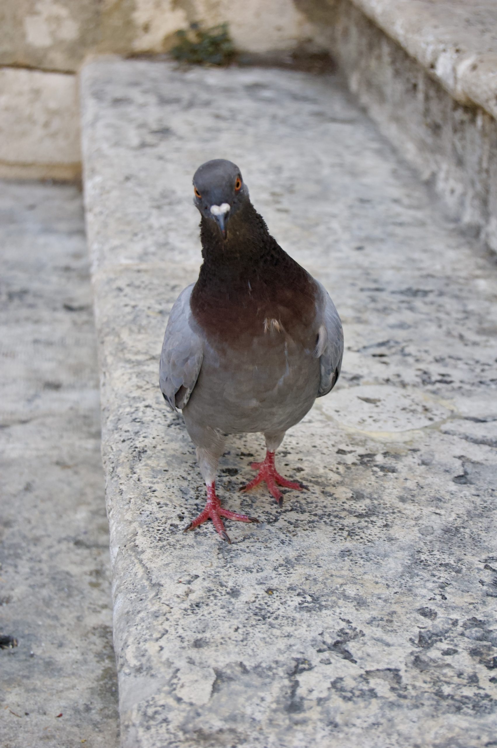 San Giminano Pigeon