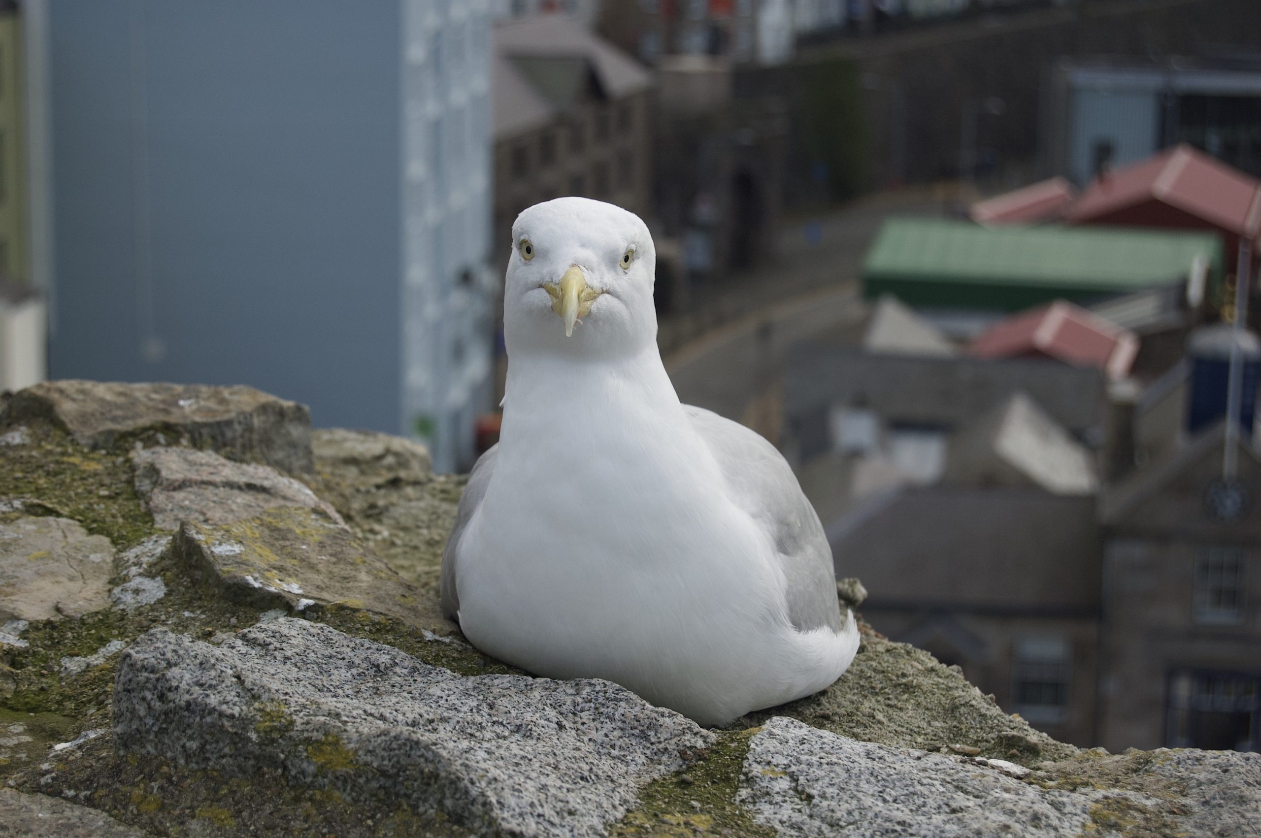 Castle Gull