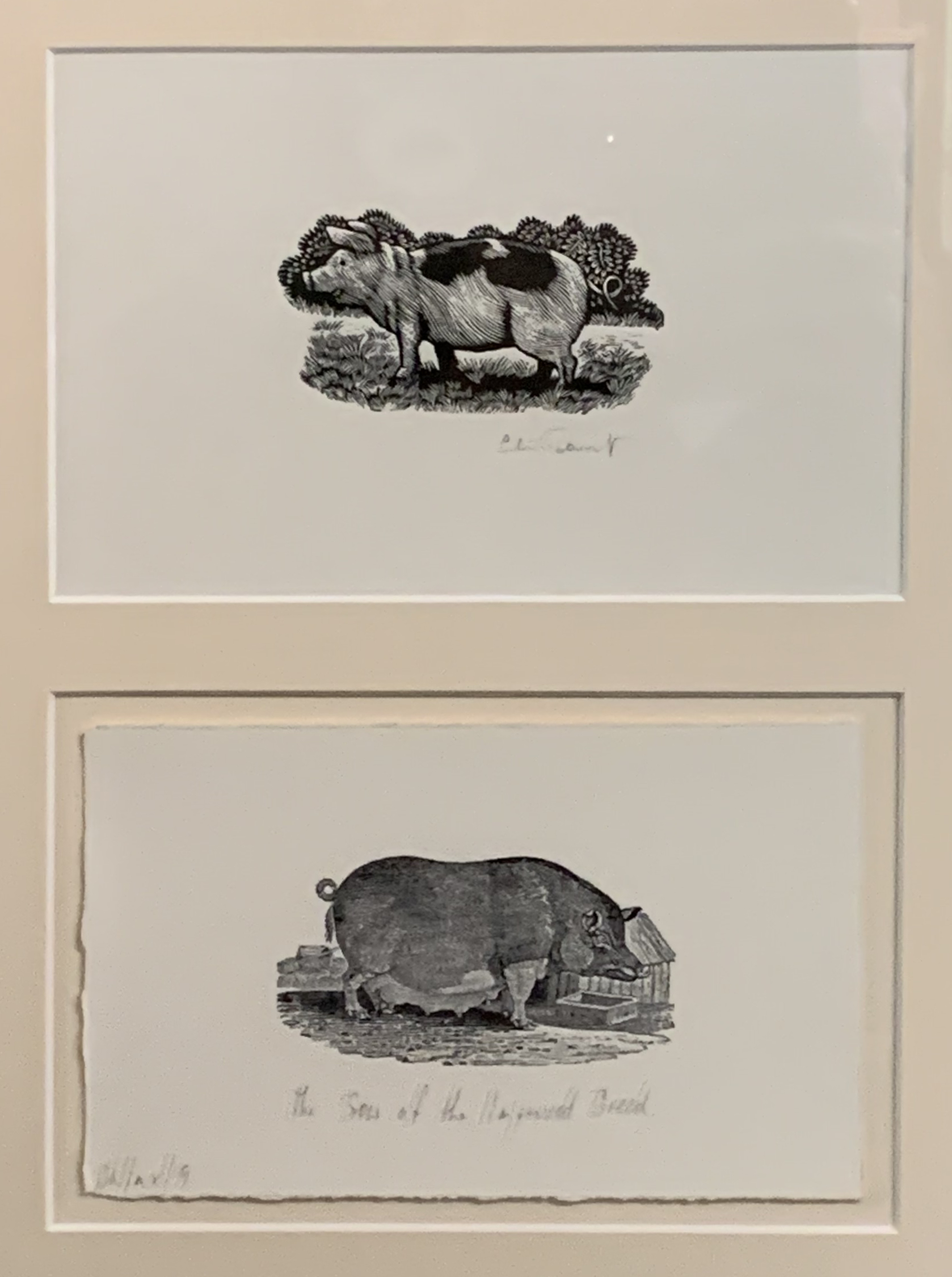 Pigs