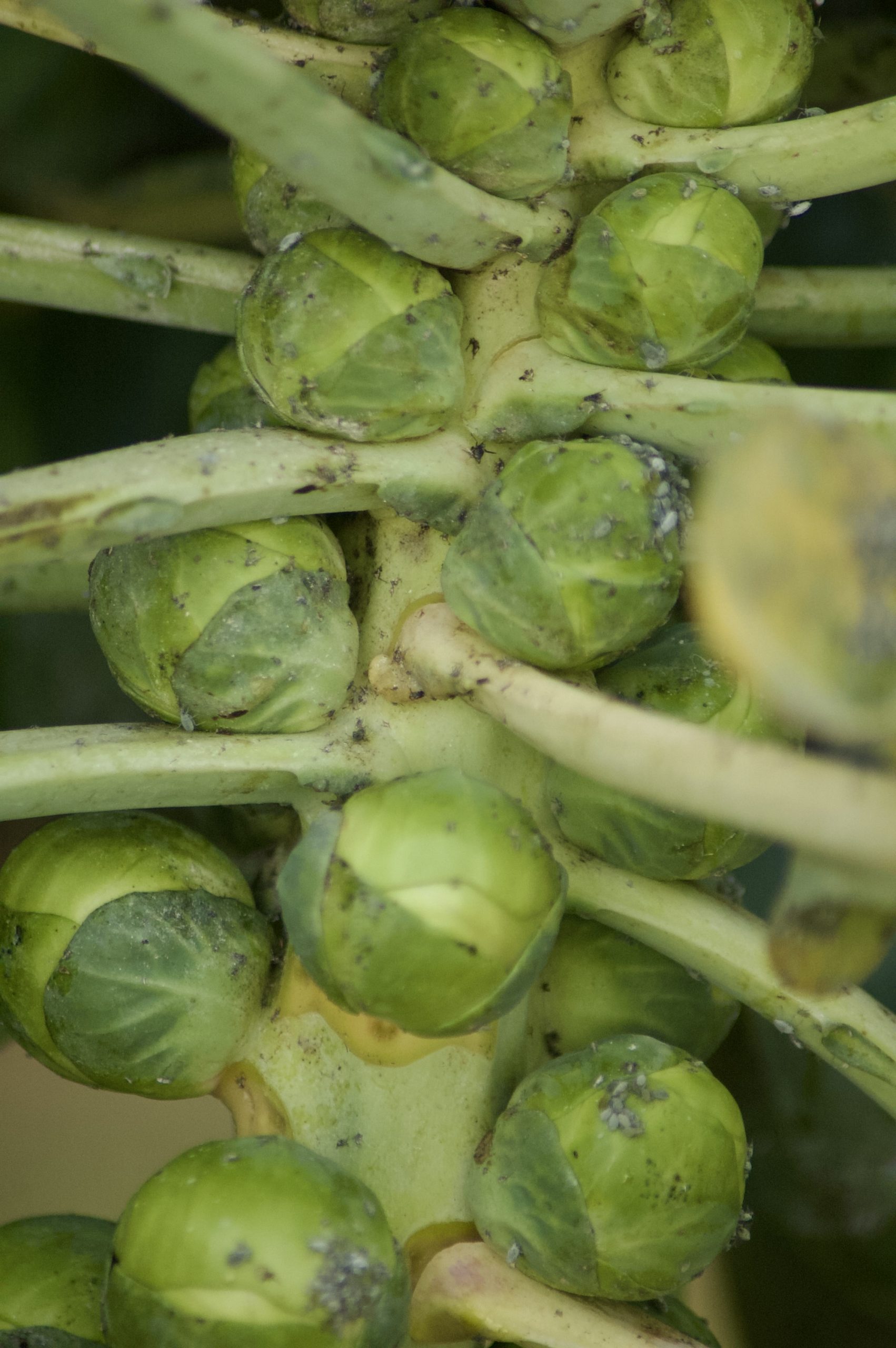 Sprouts