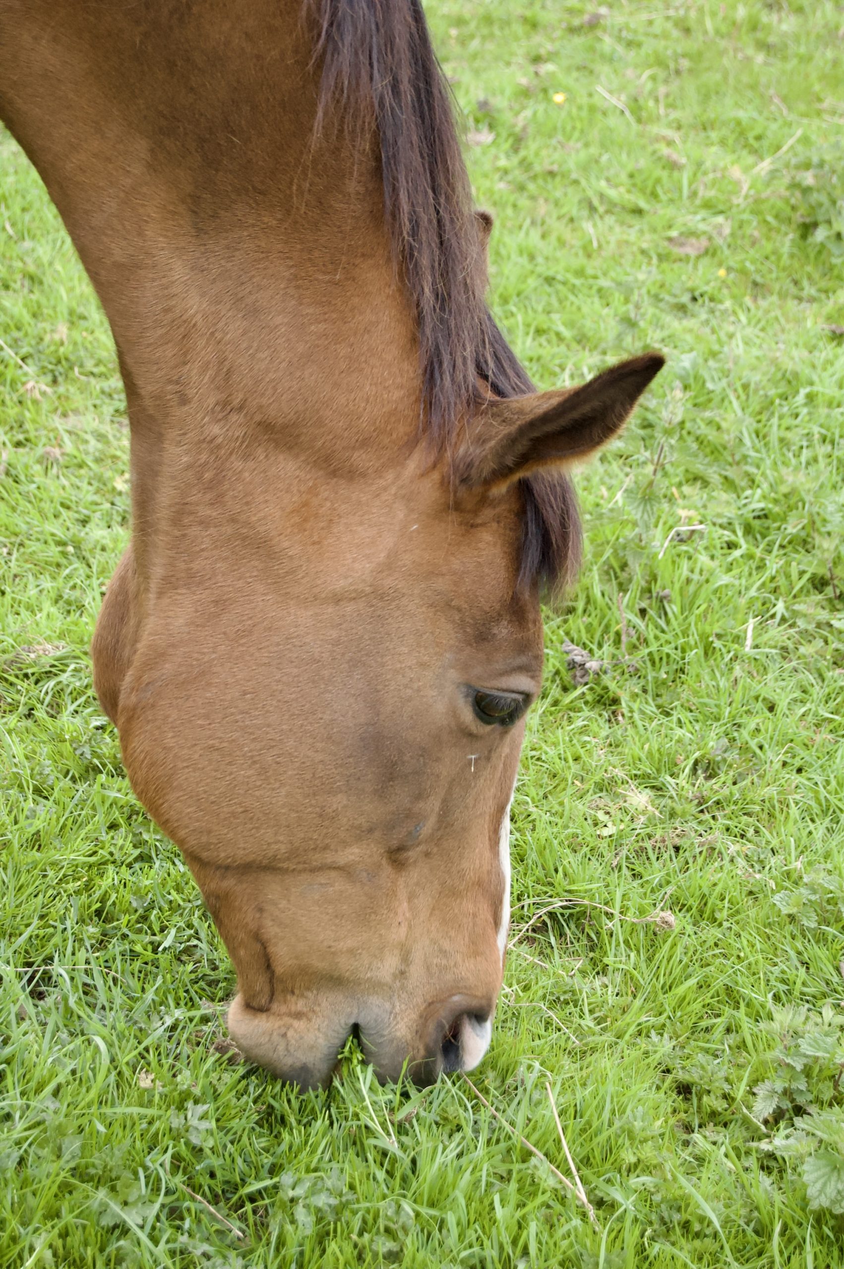 Chesters Chestnut