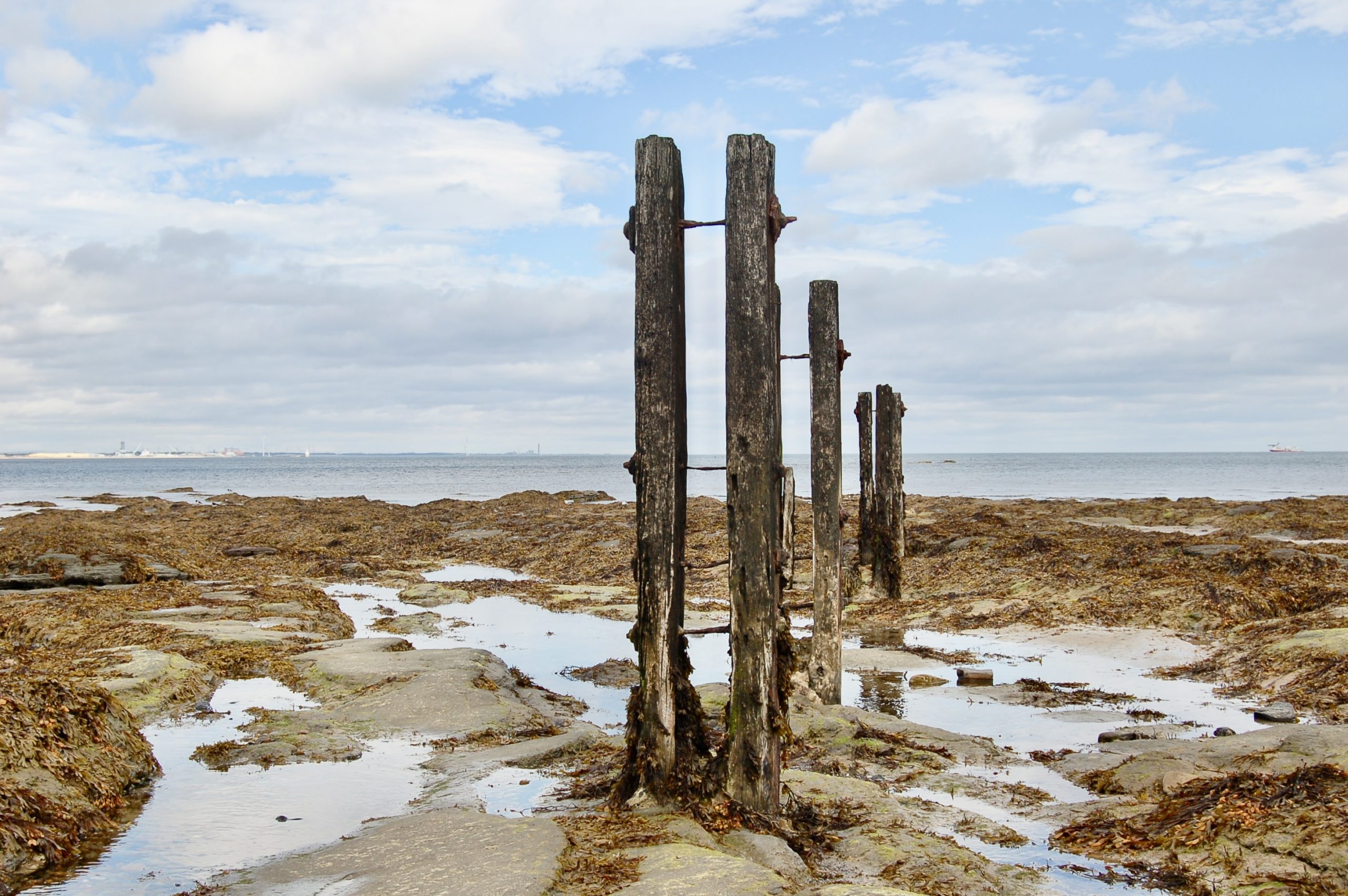 Wooden Piling