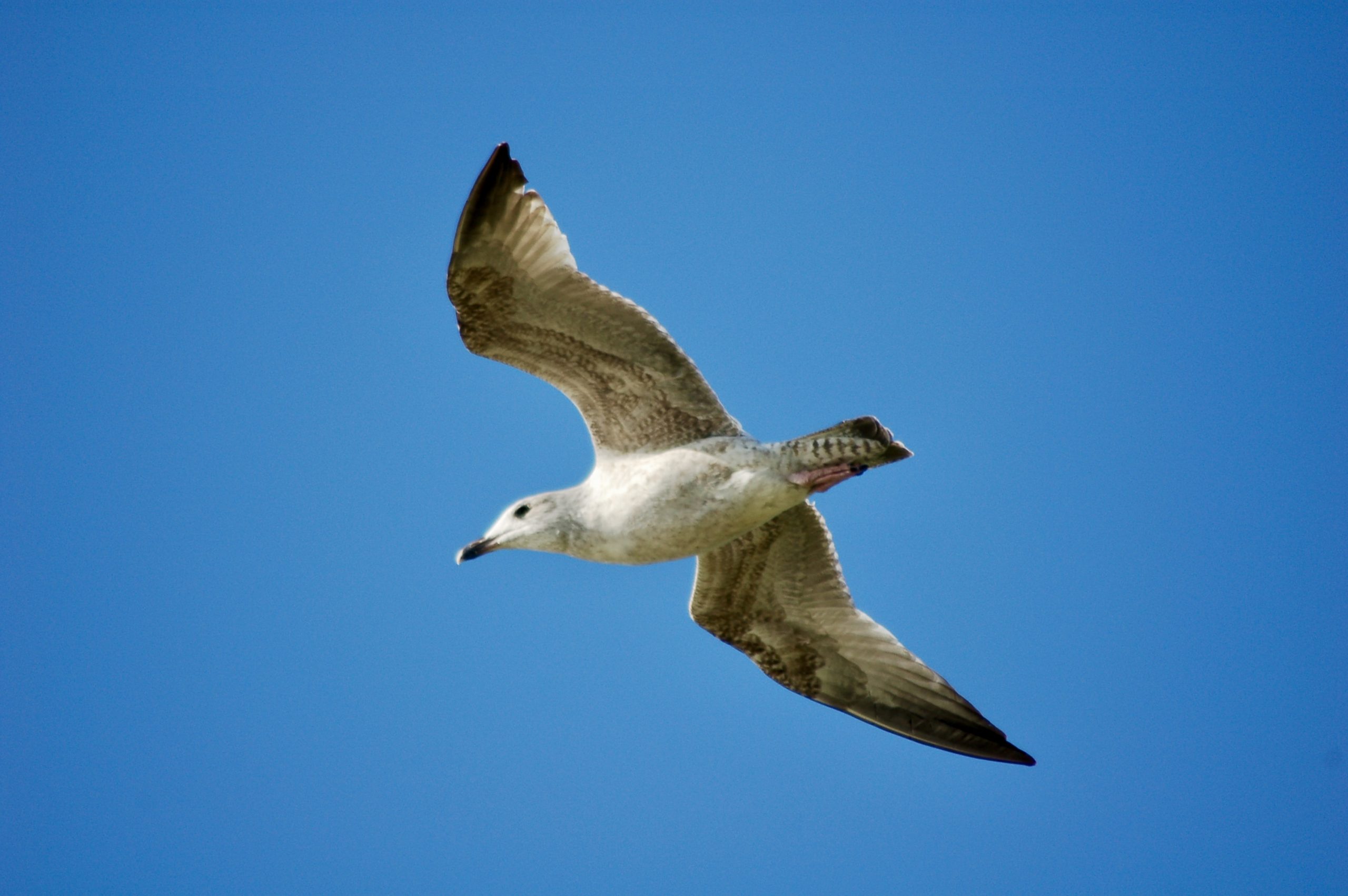 Juvenile Herring Gull