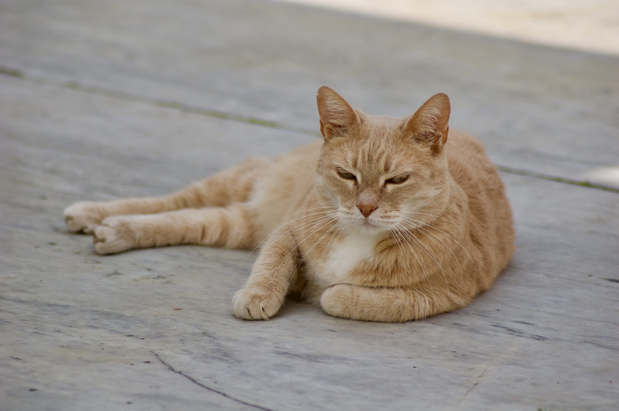 Pietrasanta Cat