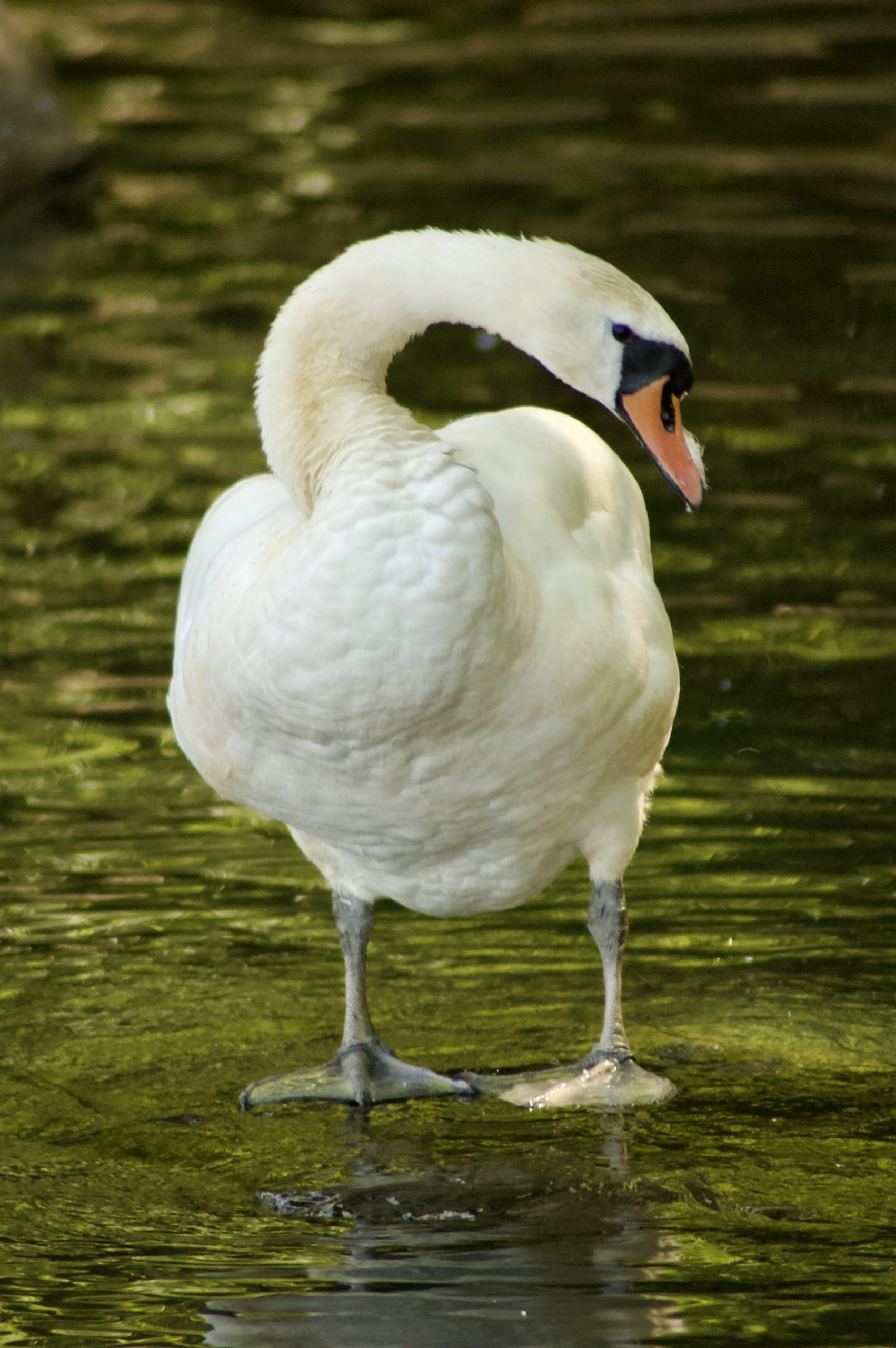 Mute Swans