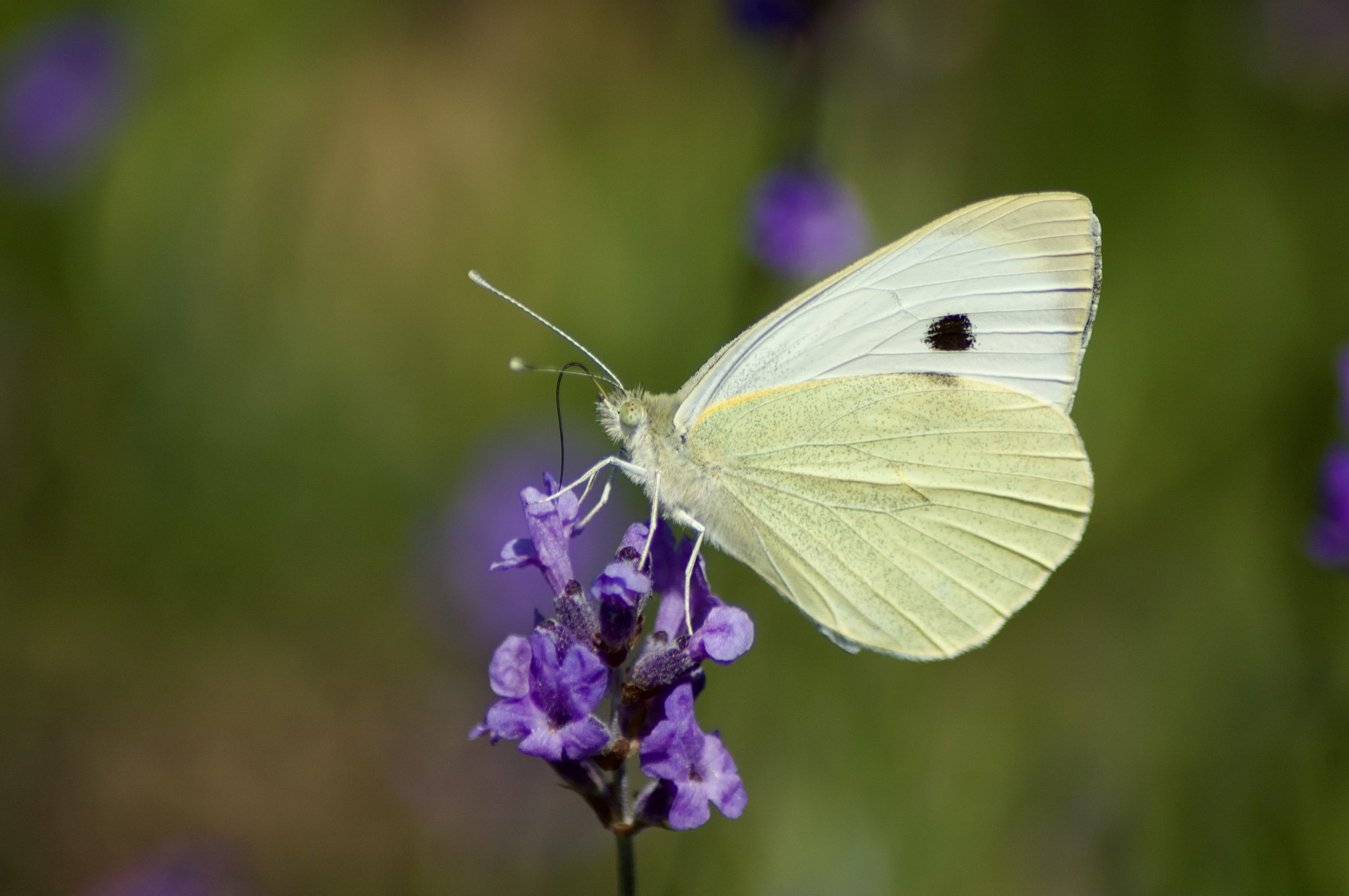 Small White Butterfly