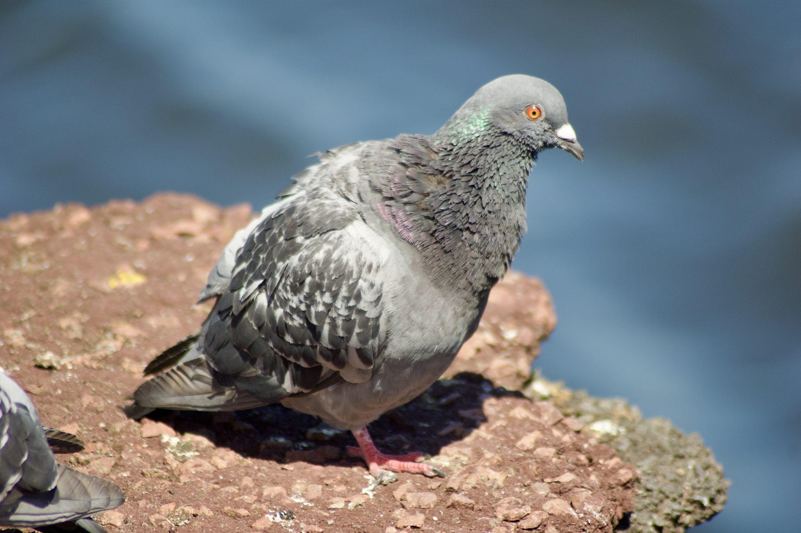 Feral Pigeon