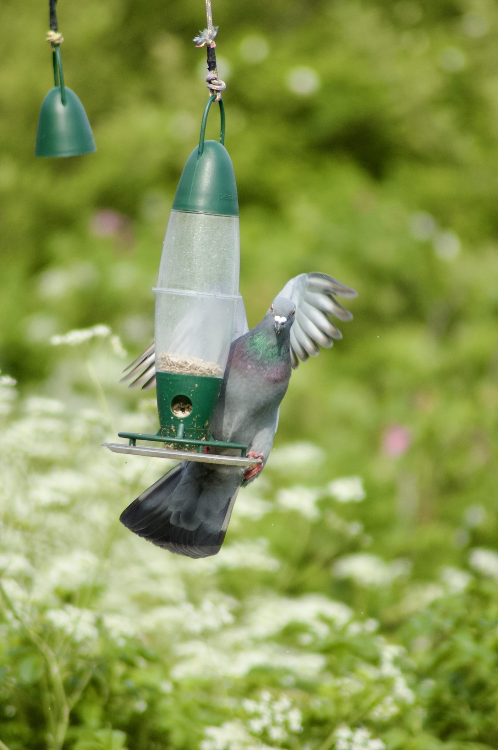 Bird Feeder Pigeon