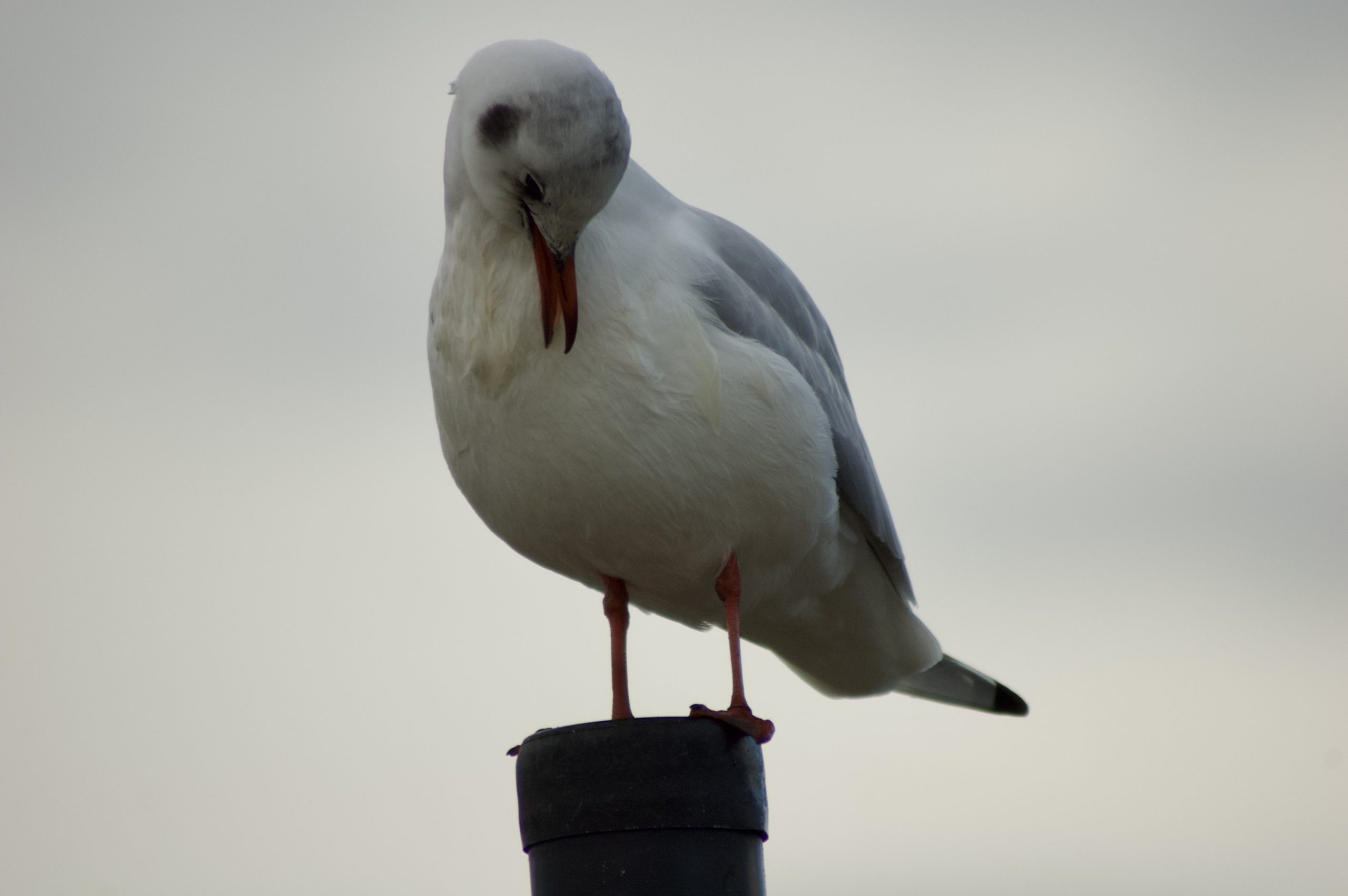 Black-headed Gull