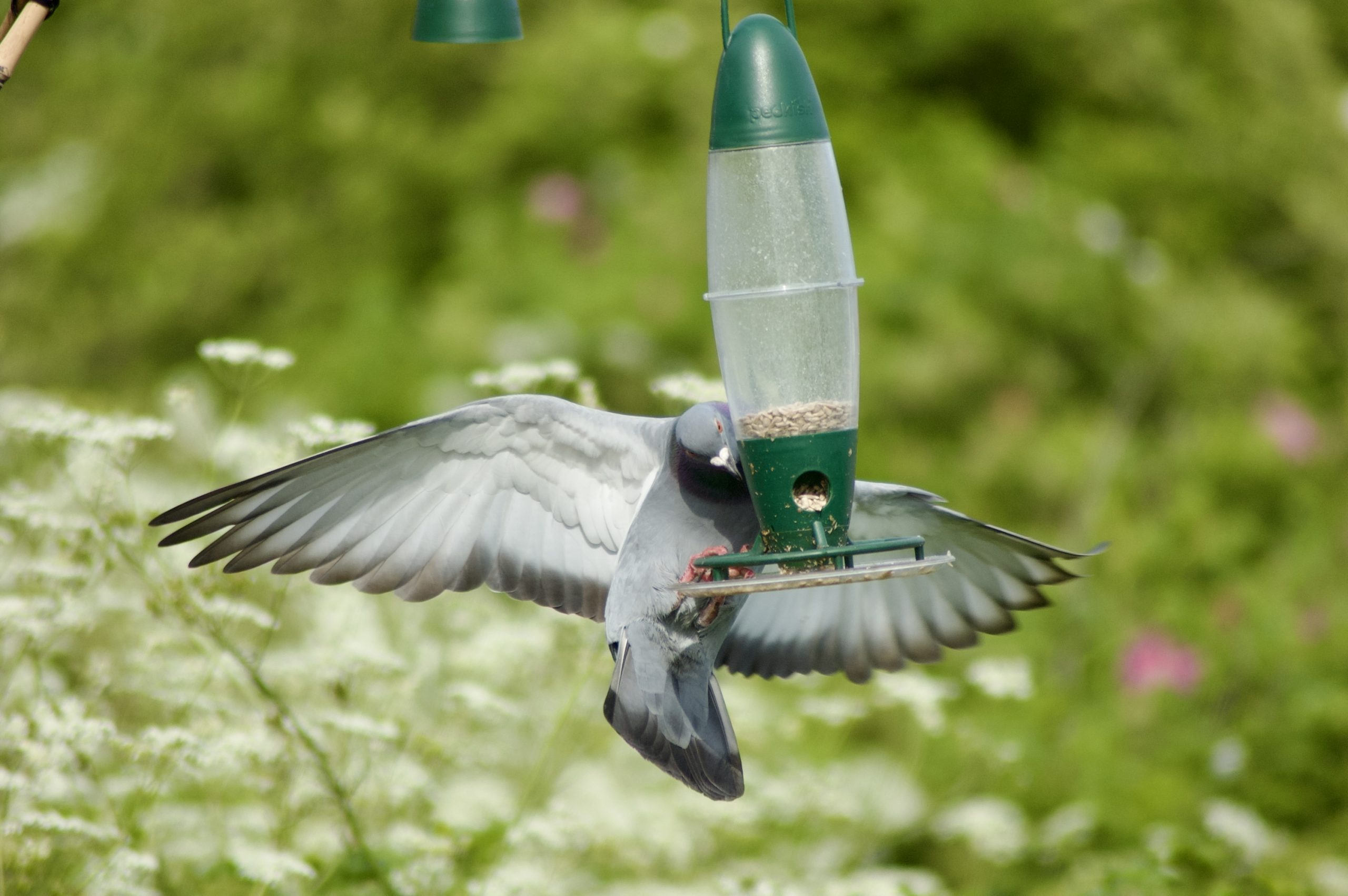 Bird Feeder Pigeon