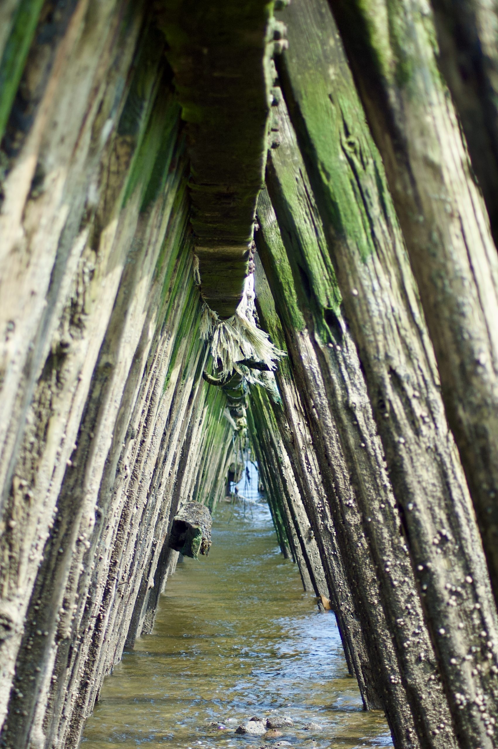 Lloyd’s Jetty