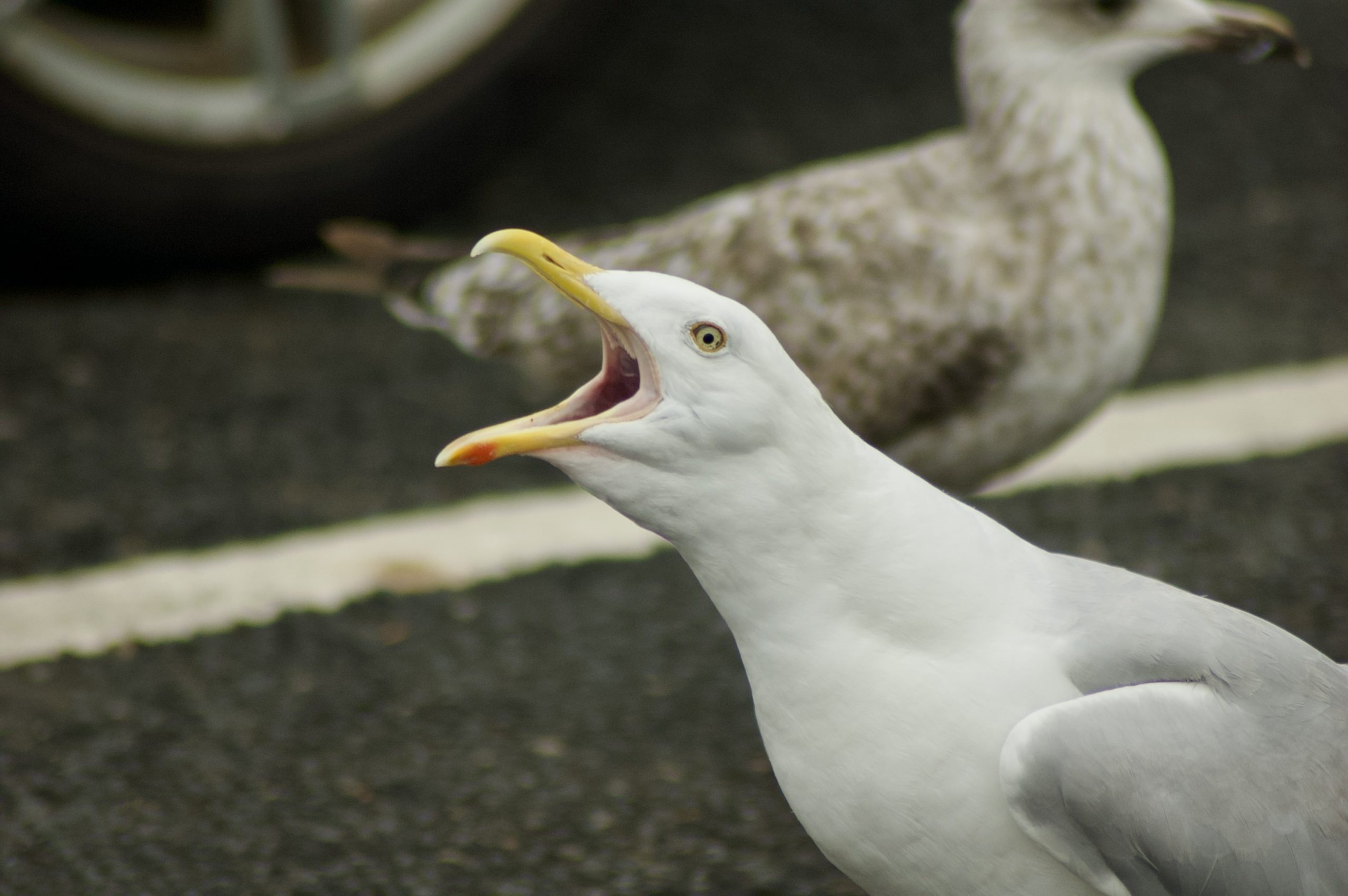 Herring Gull