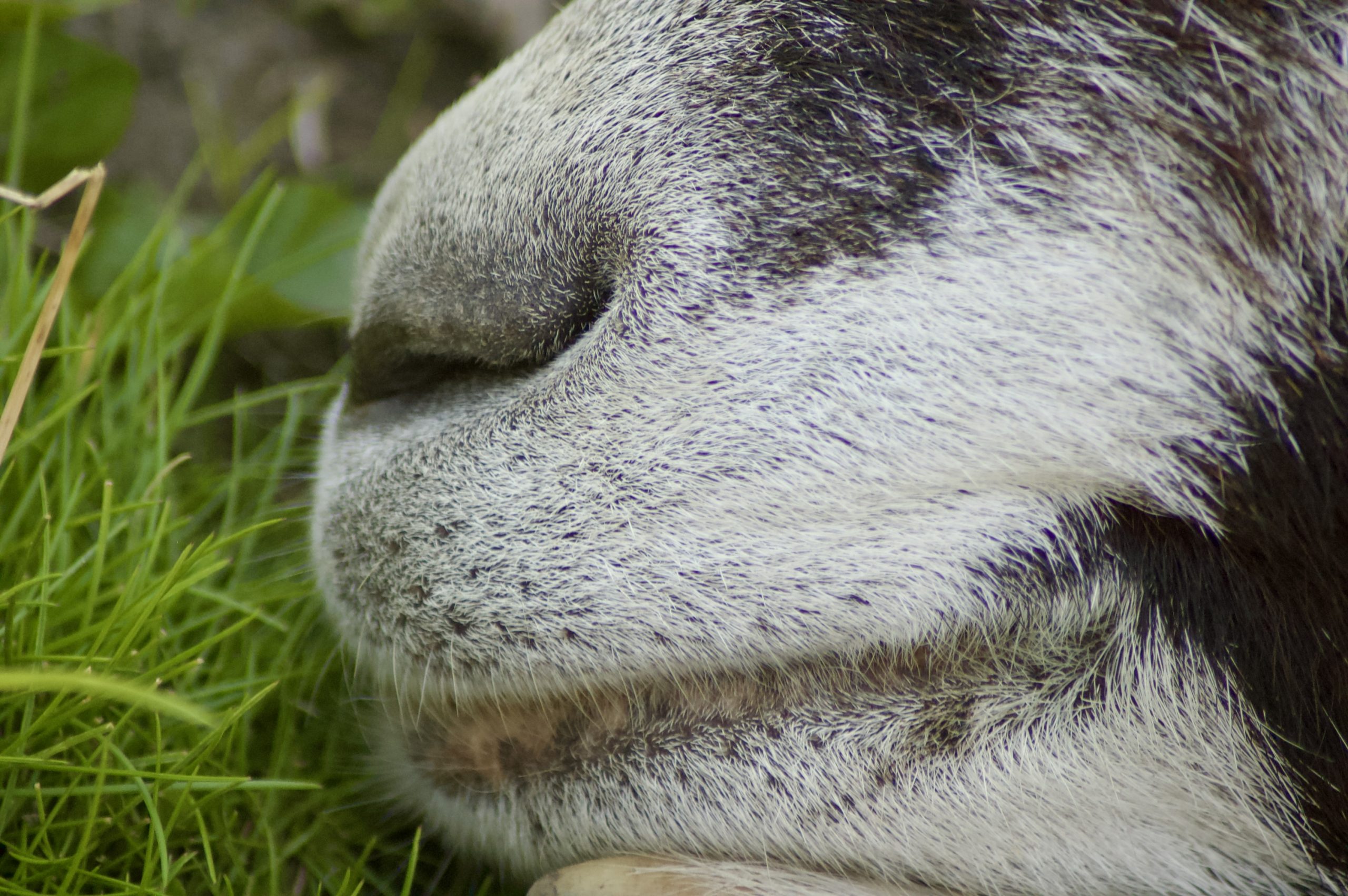 Beamish Goat