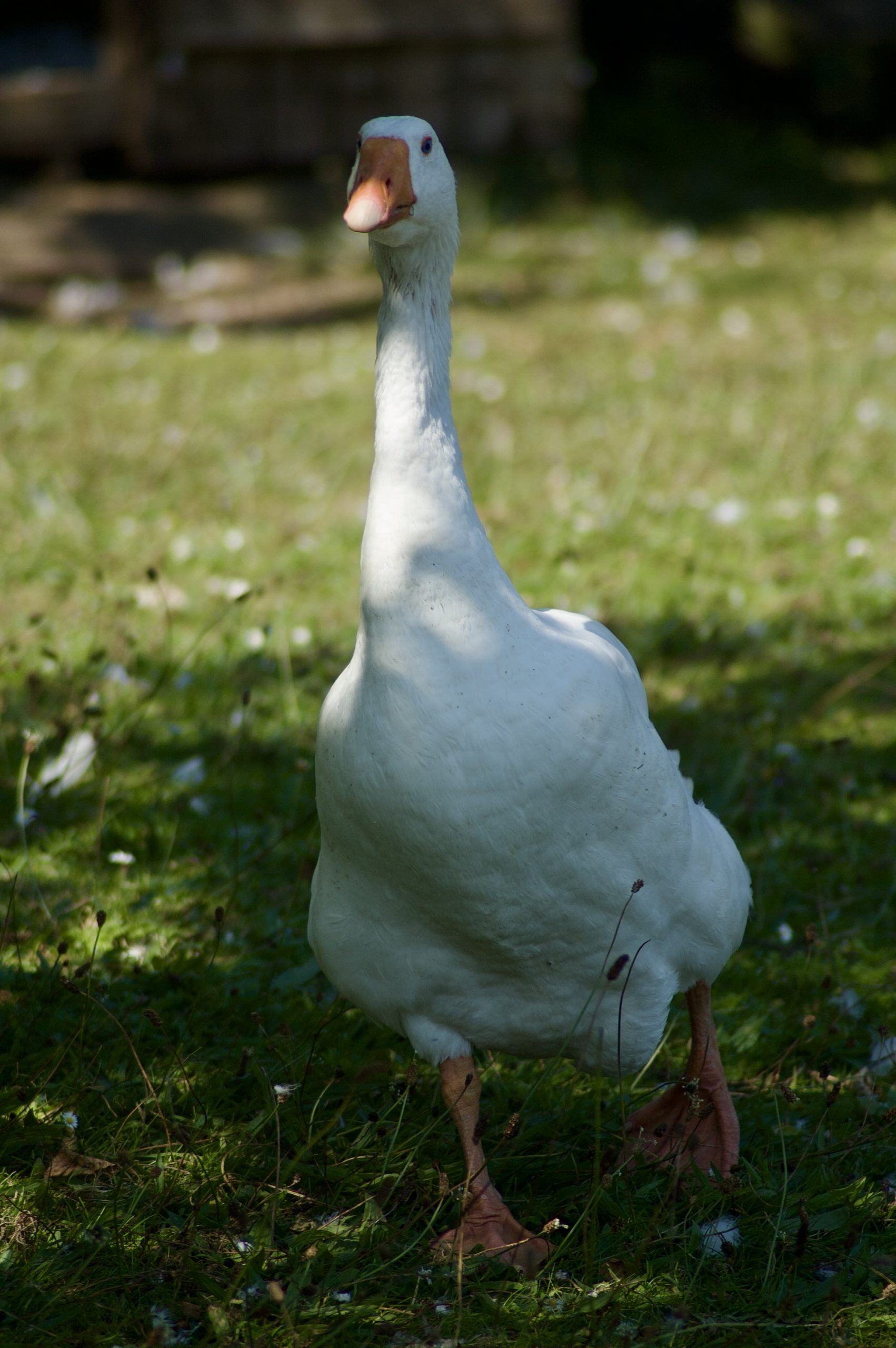 Goose