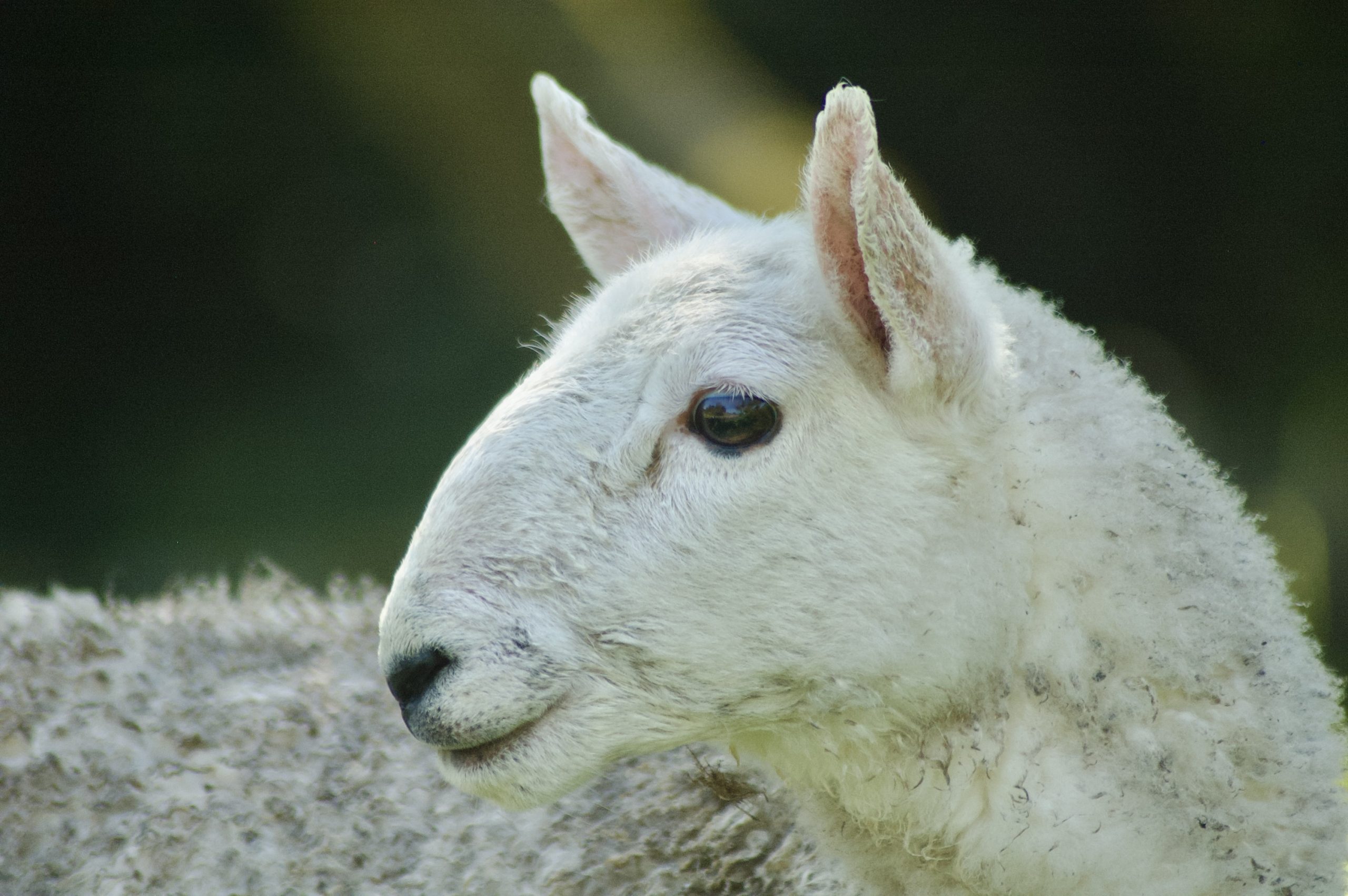 Beamish Lamb