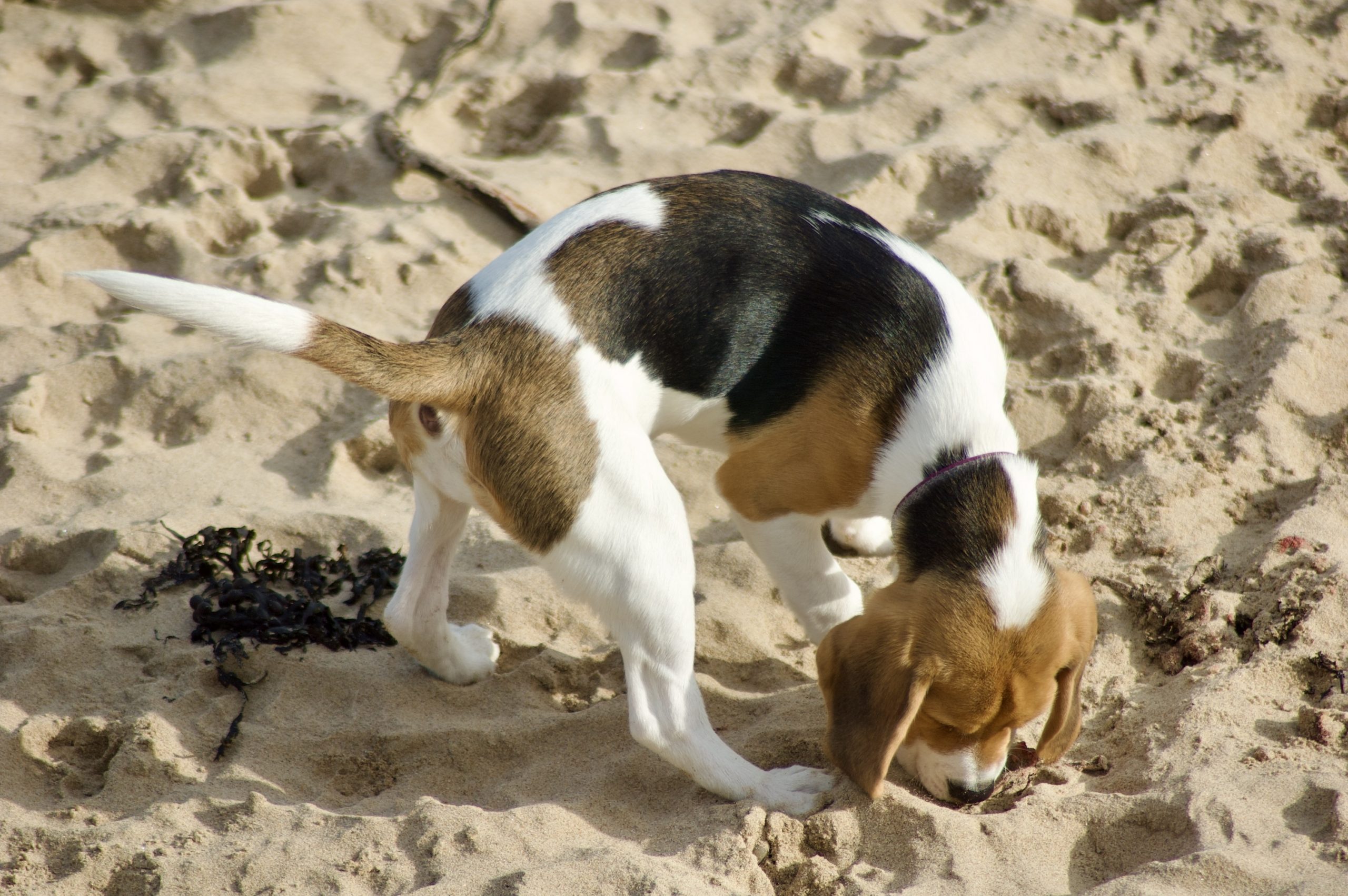 Beagle Puppy