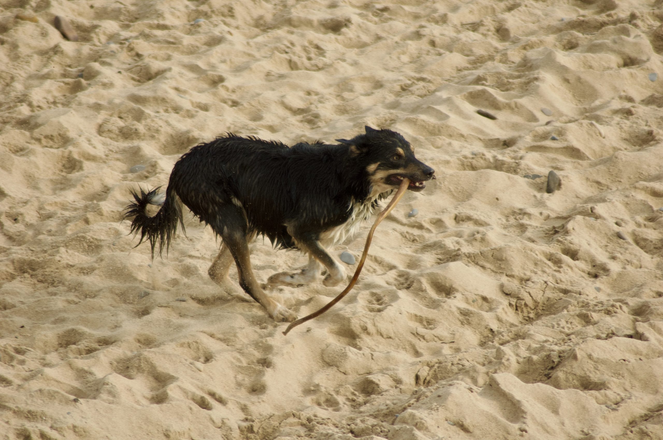 Border Collie
