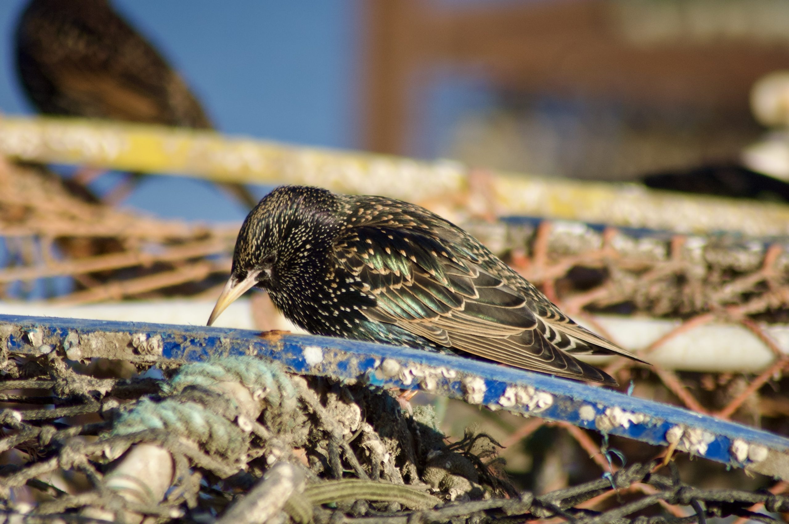 Common Starling