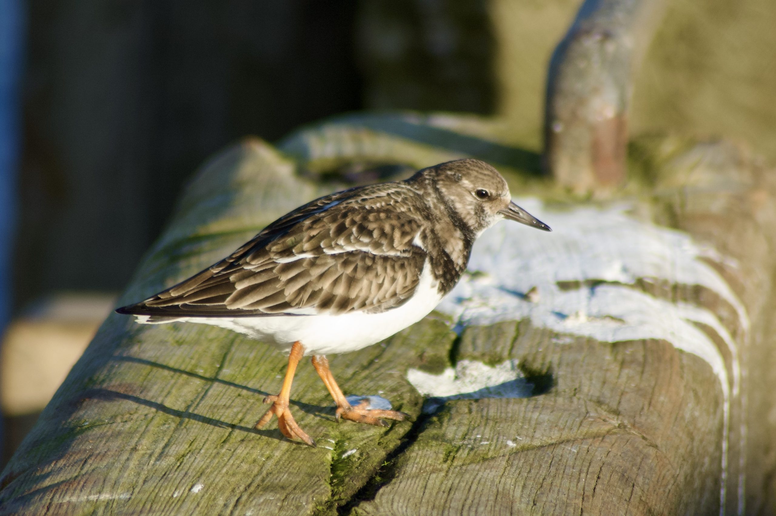 Ruddy Turnstone