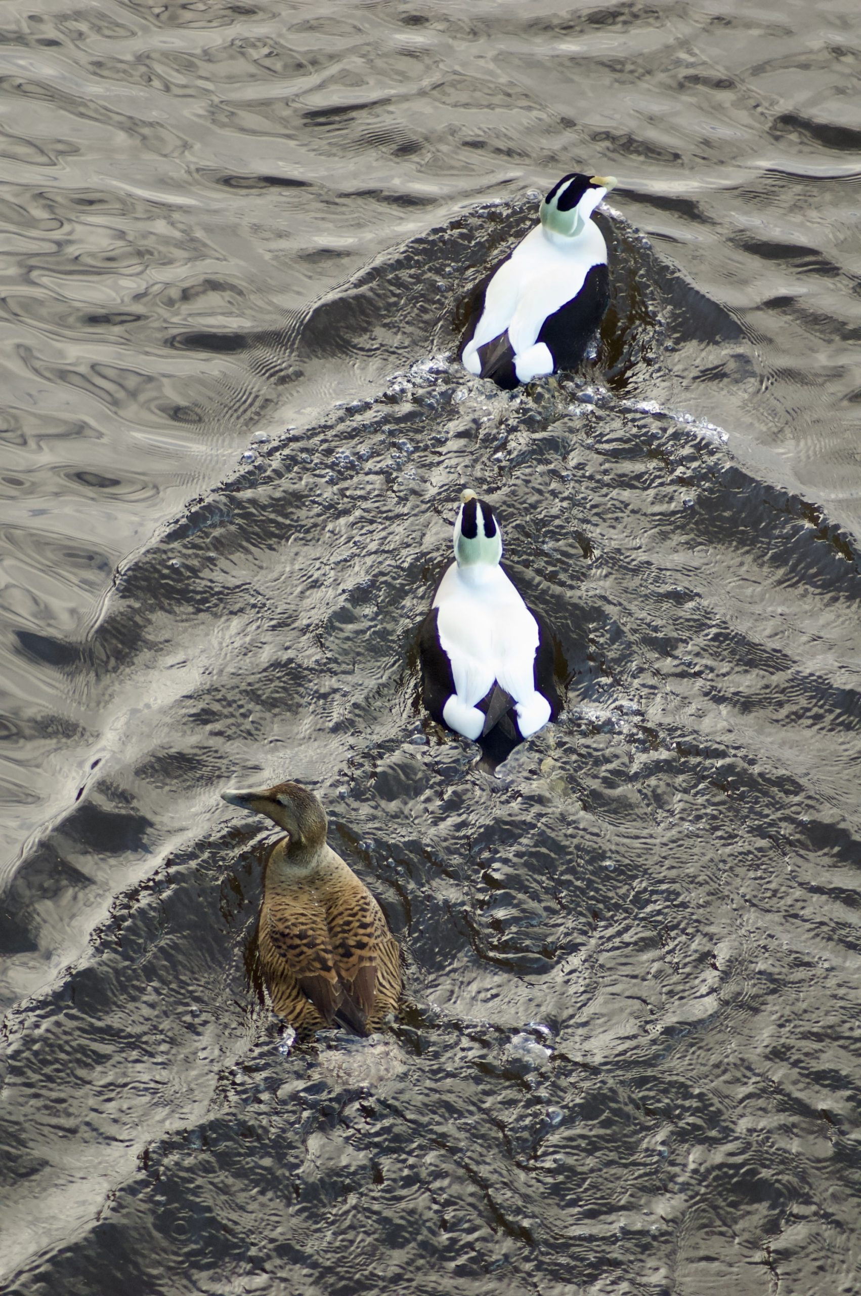 Common Eider