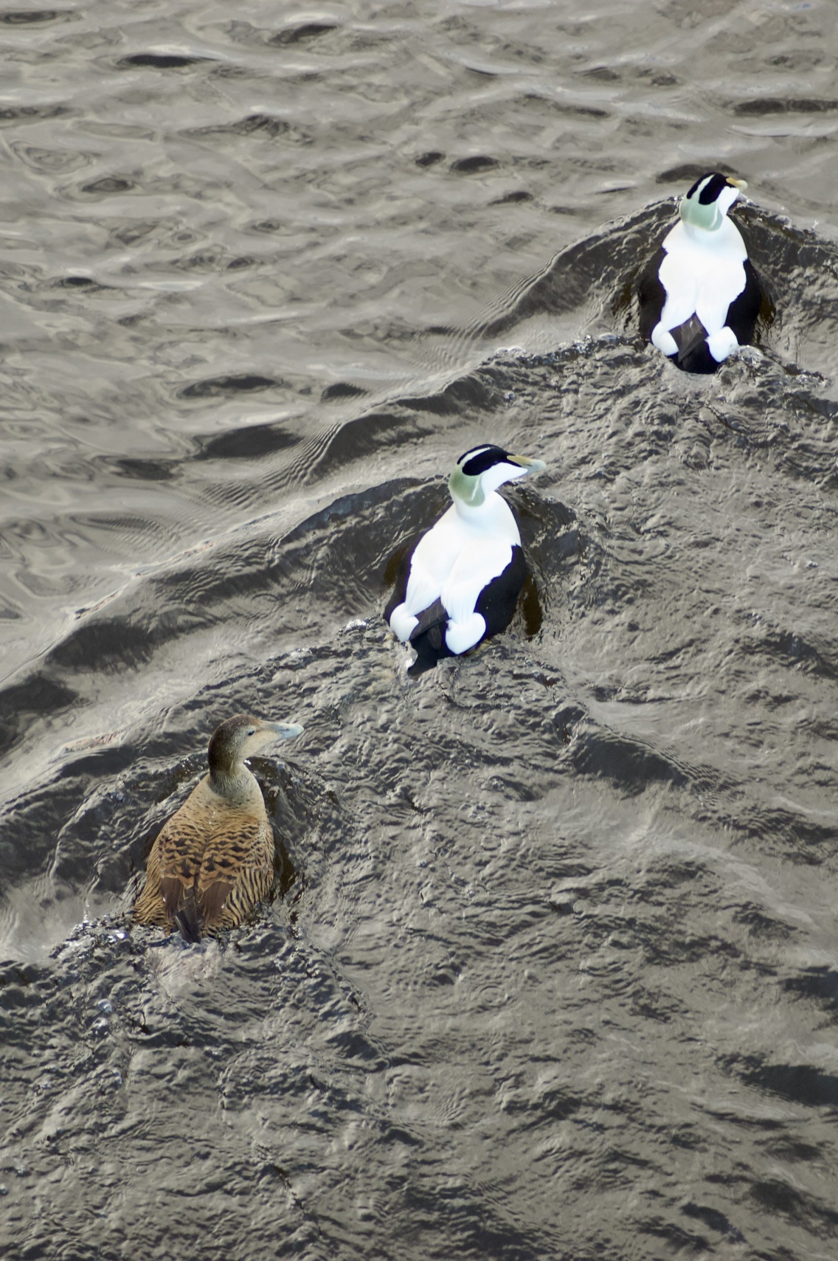 Common Eider