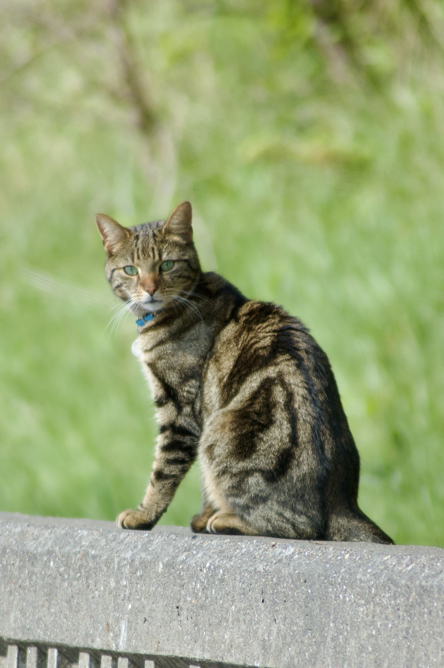 Quay Tabby