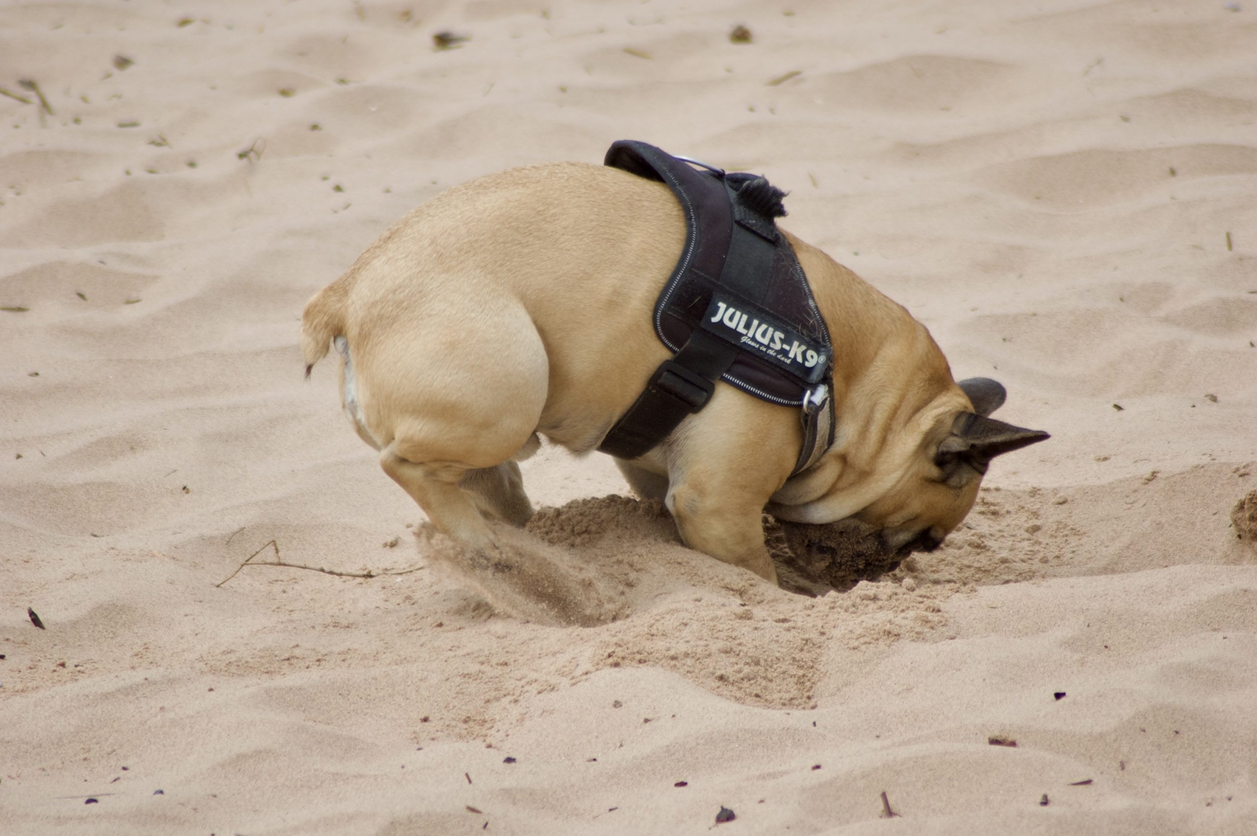 Digging Dog
