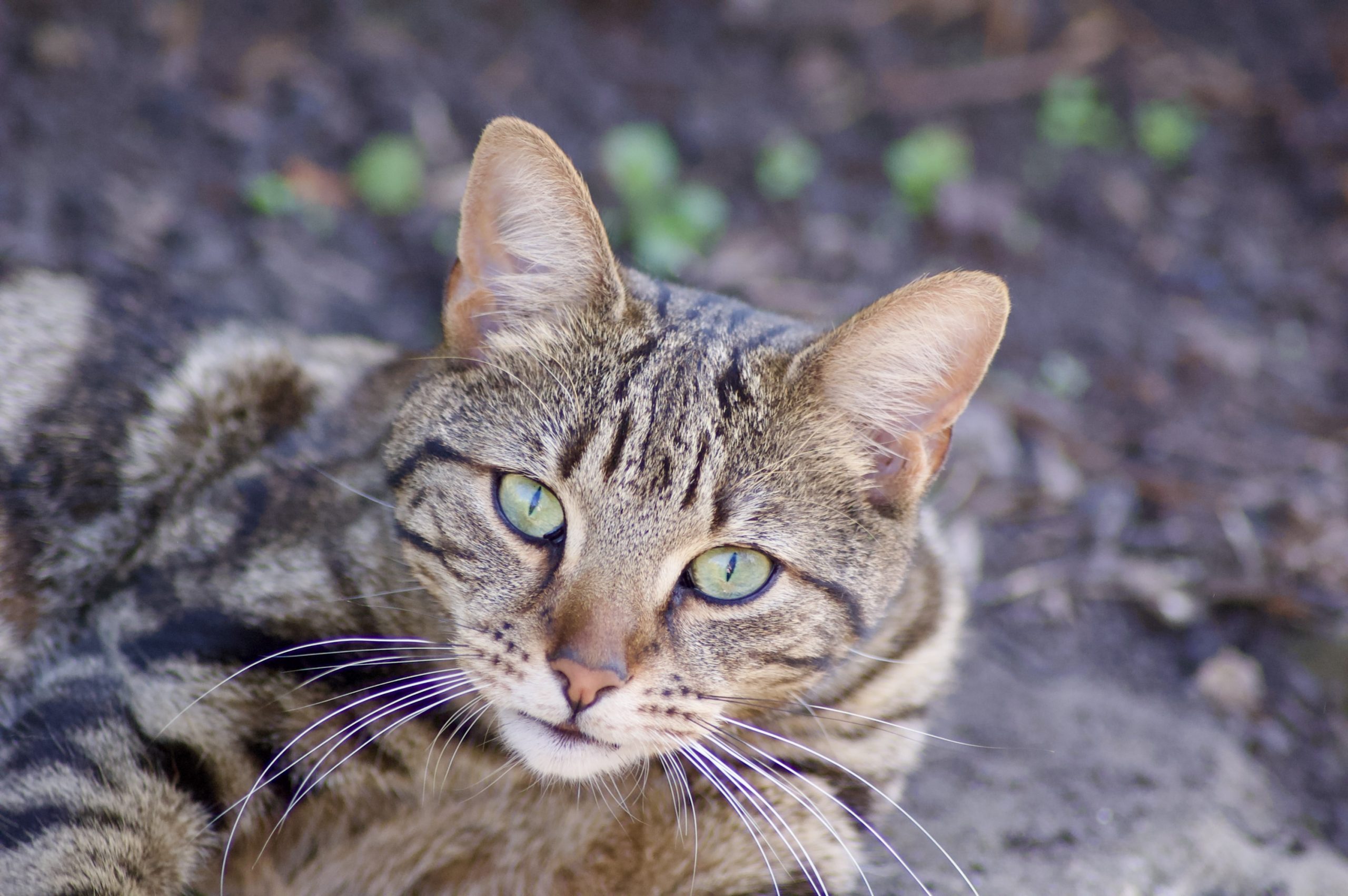 Park Tabby