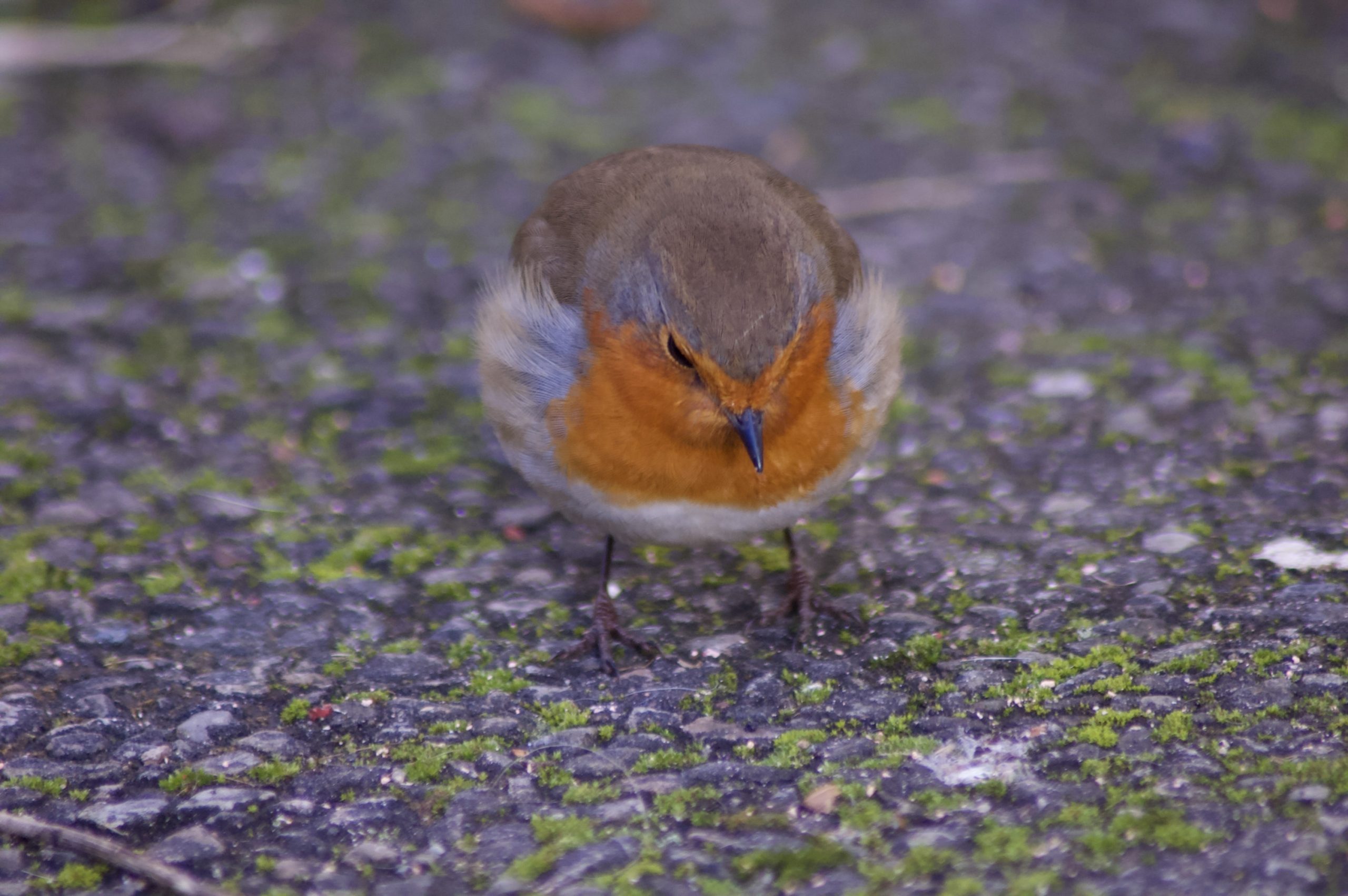 Robin