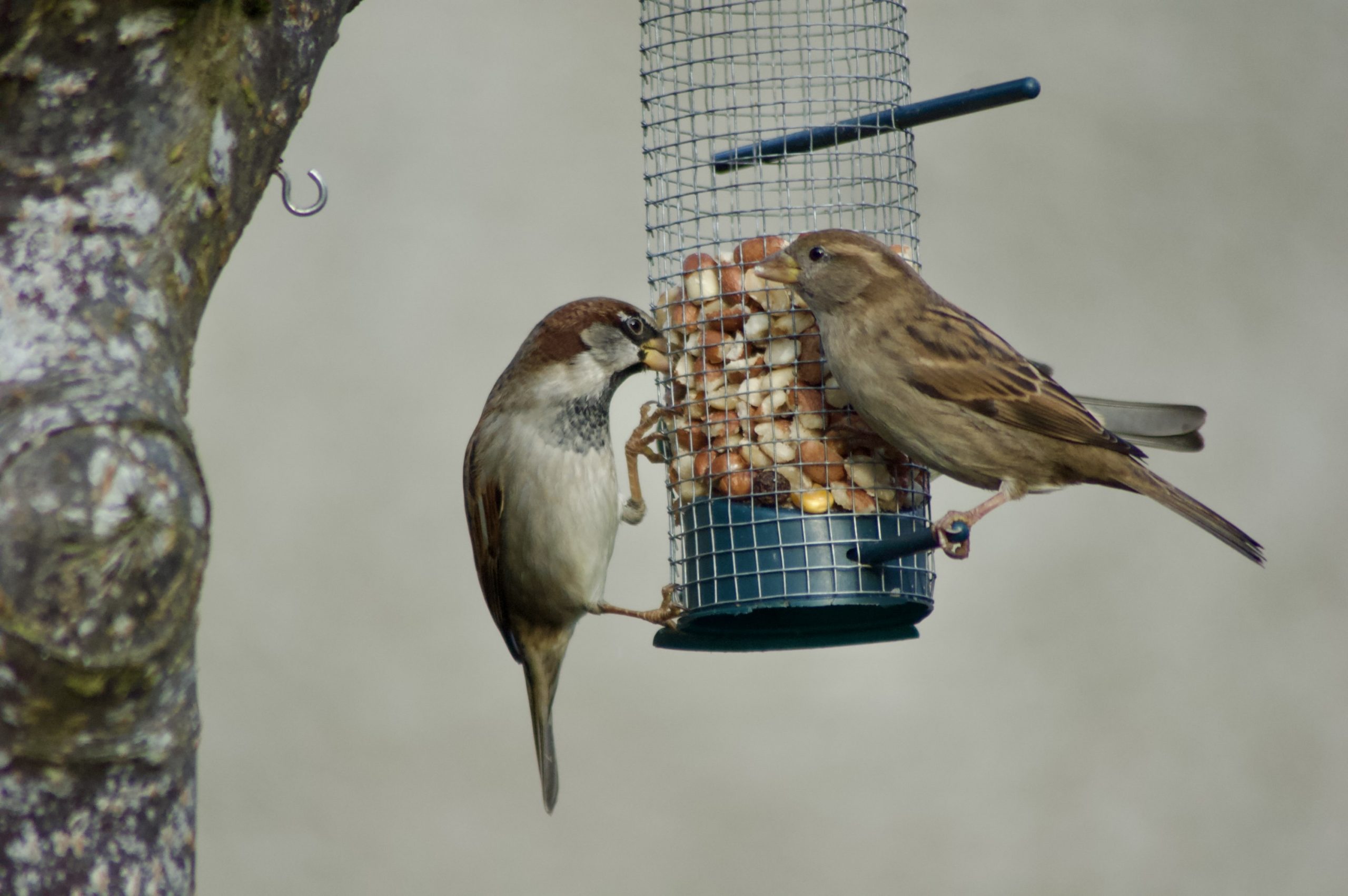 Eurasian Tree Sparrow