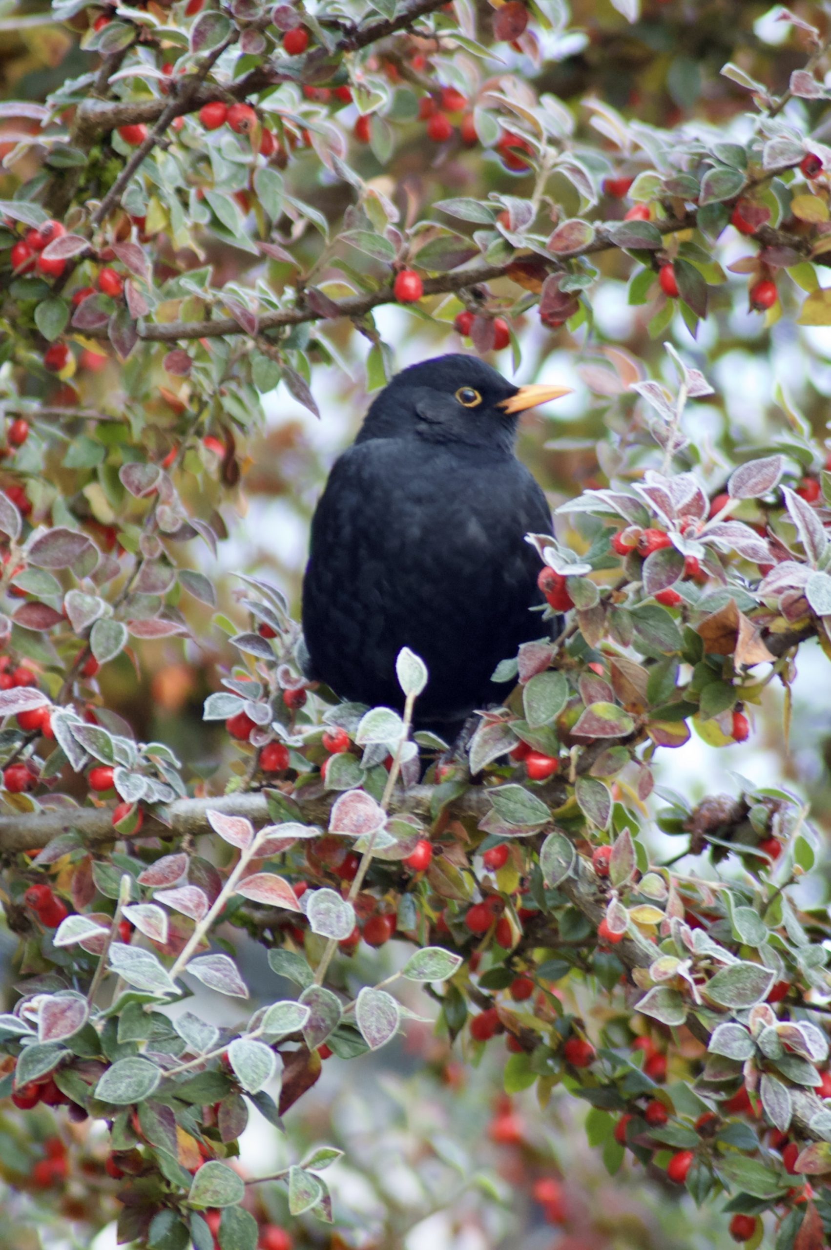 Blackbird & Berries