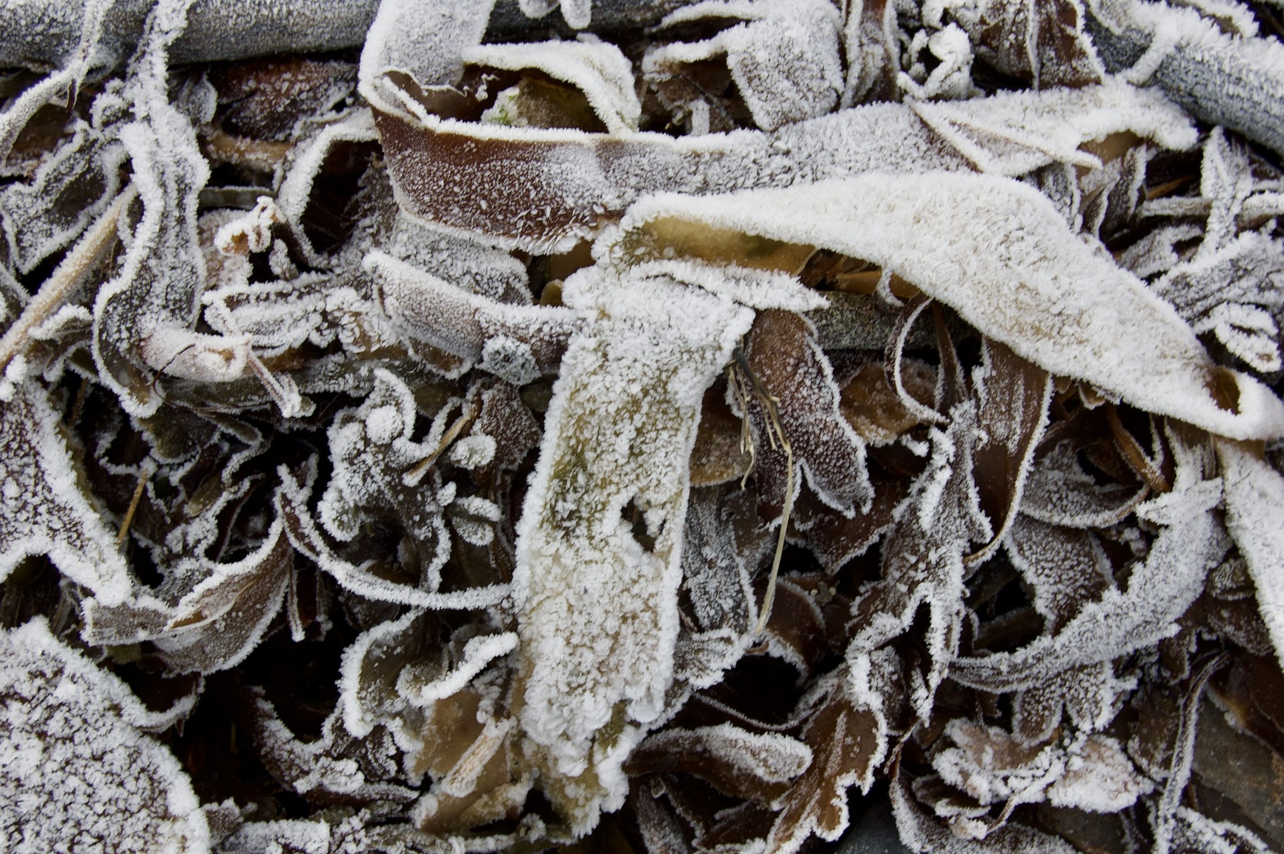 Frozen Beach