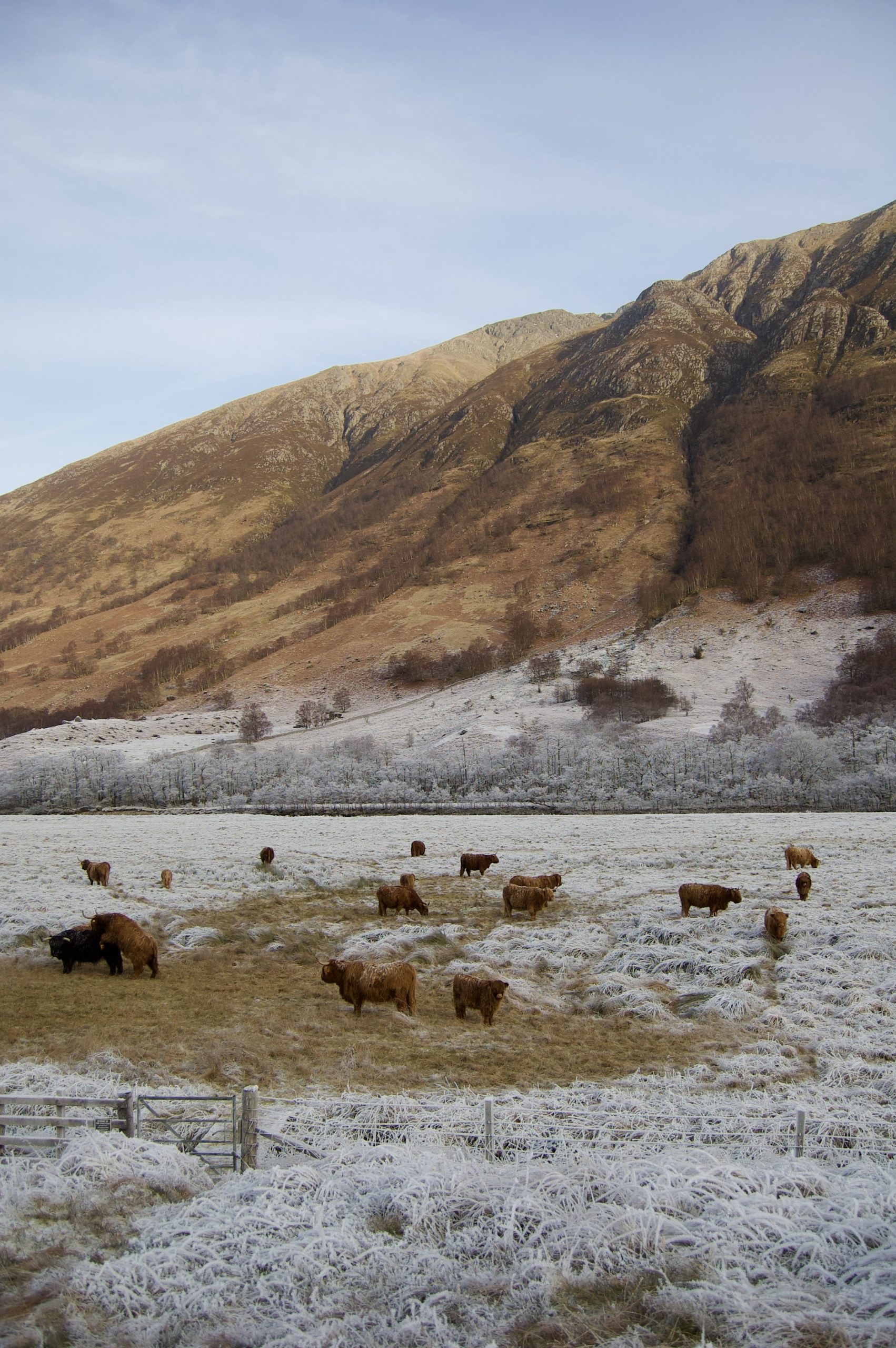 Coos