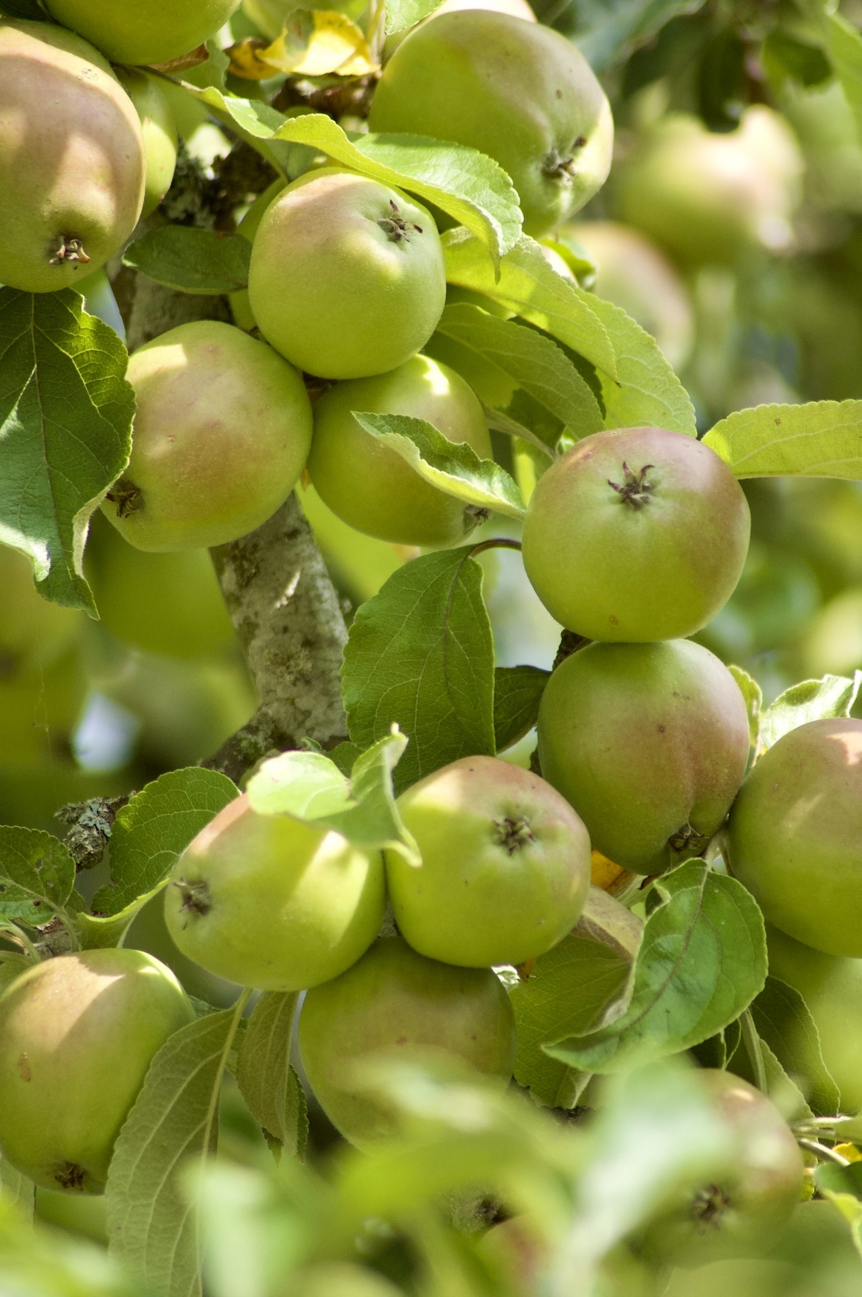Aydon Apples