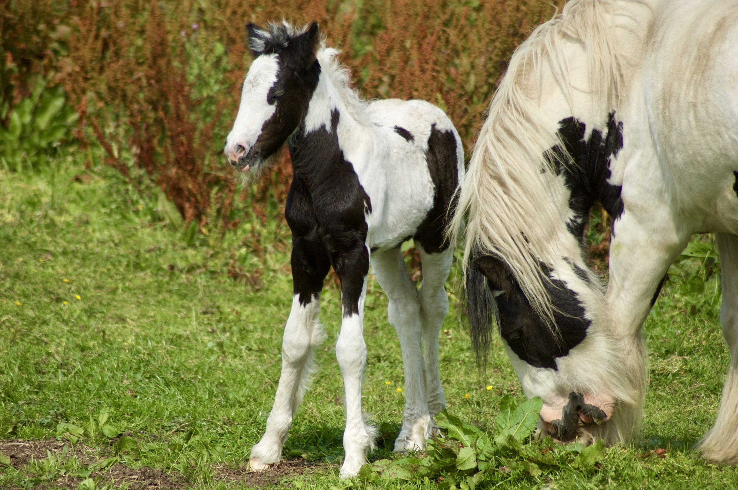 Mare & Foal