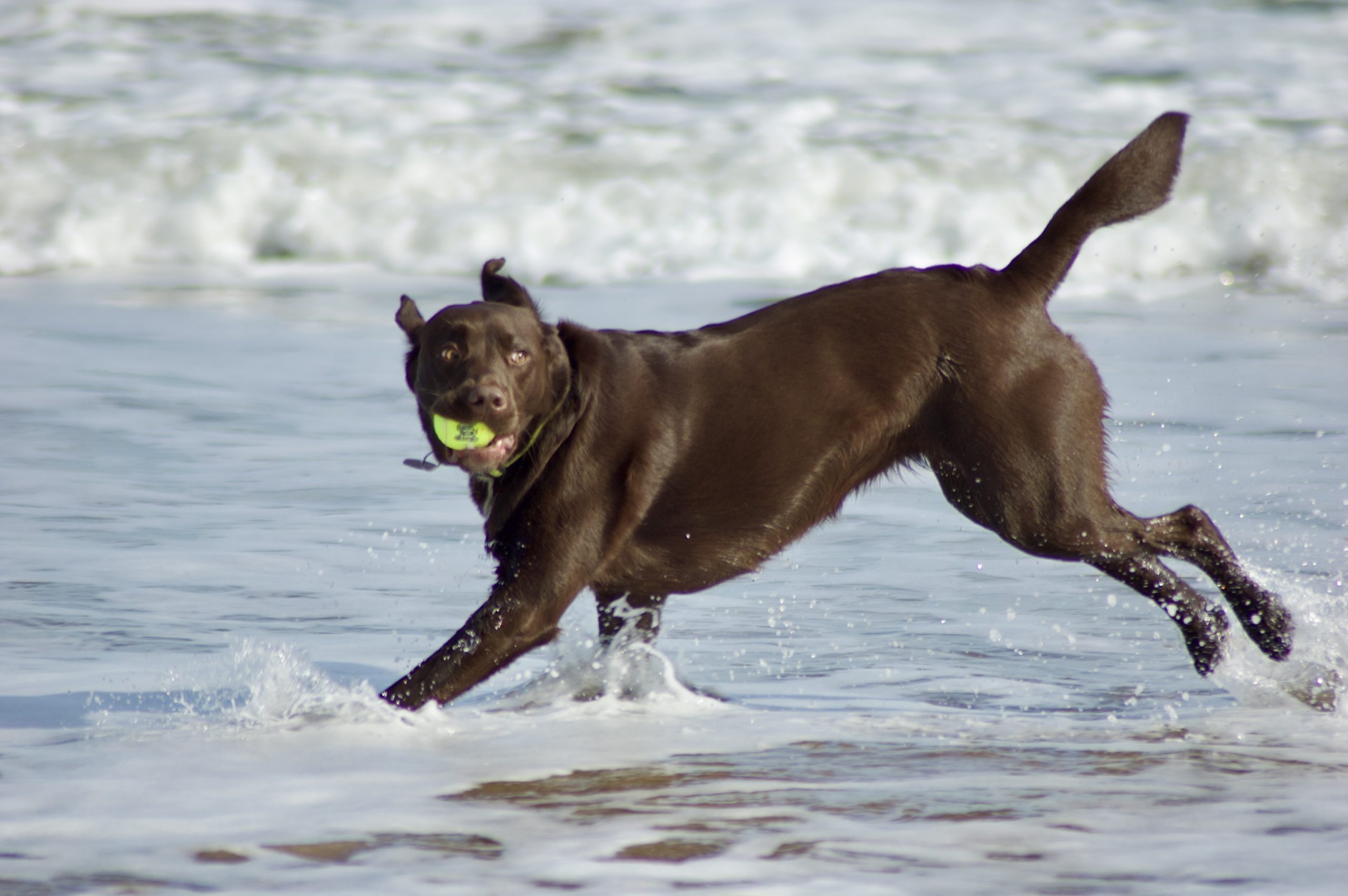 Druridge Dog