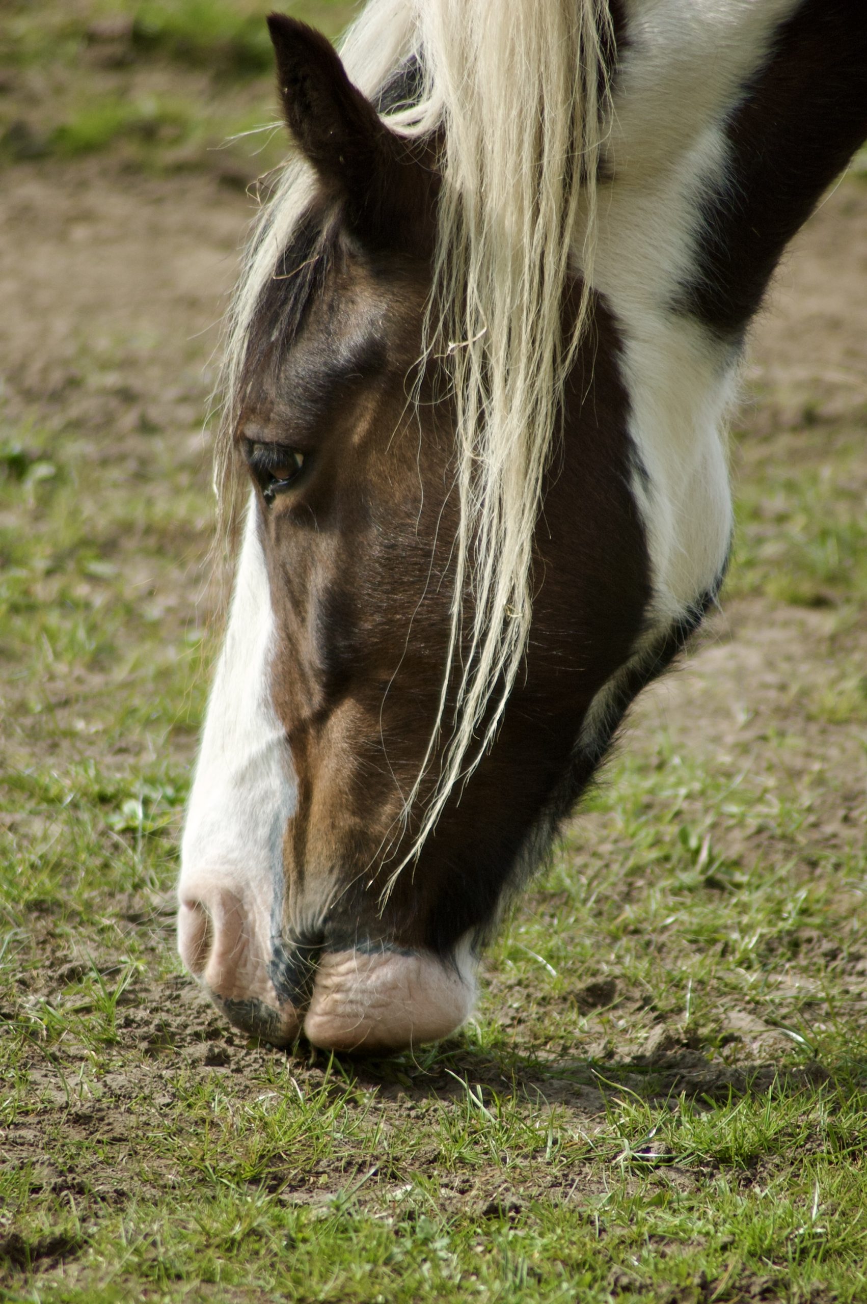 Wylam Horse