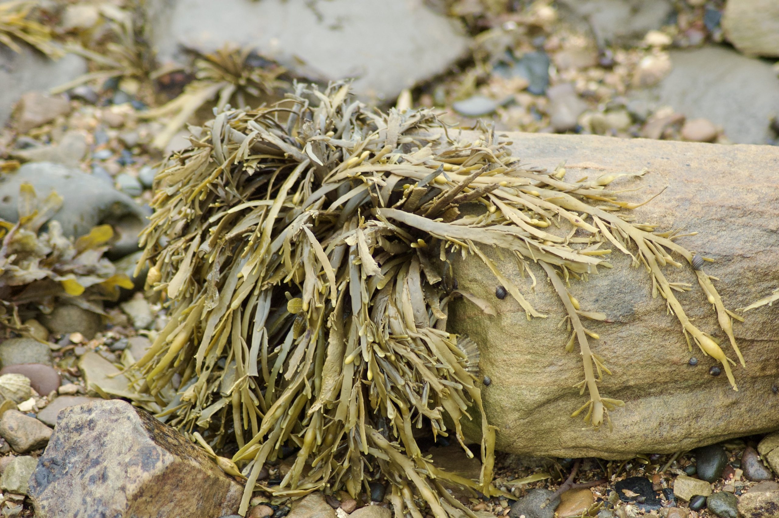 Seaweed