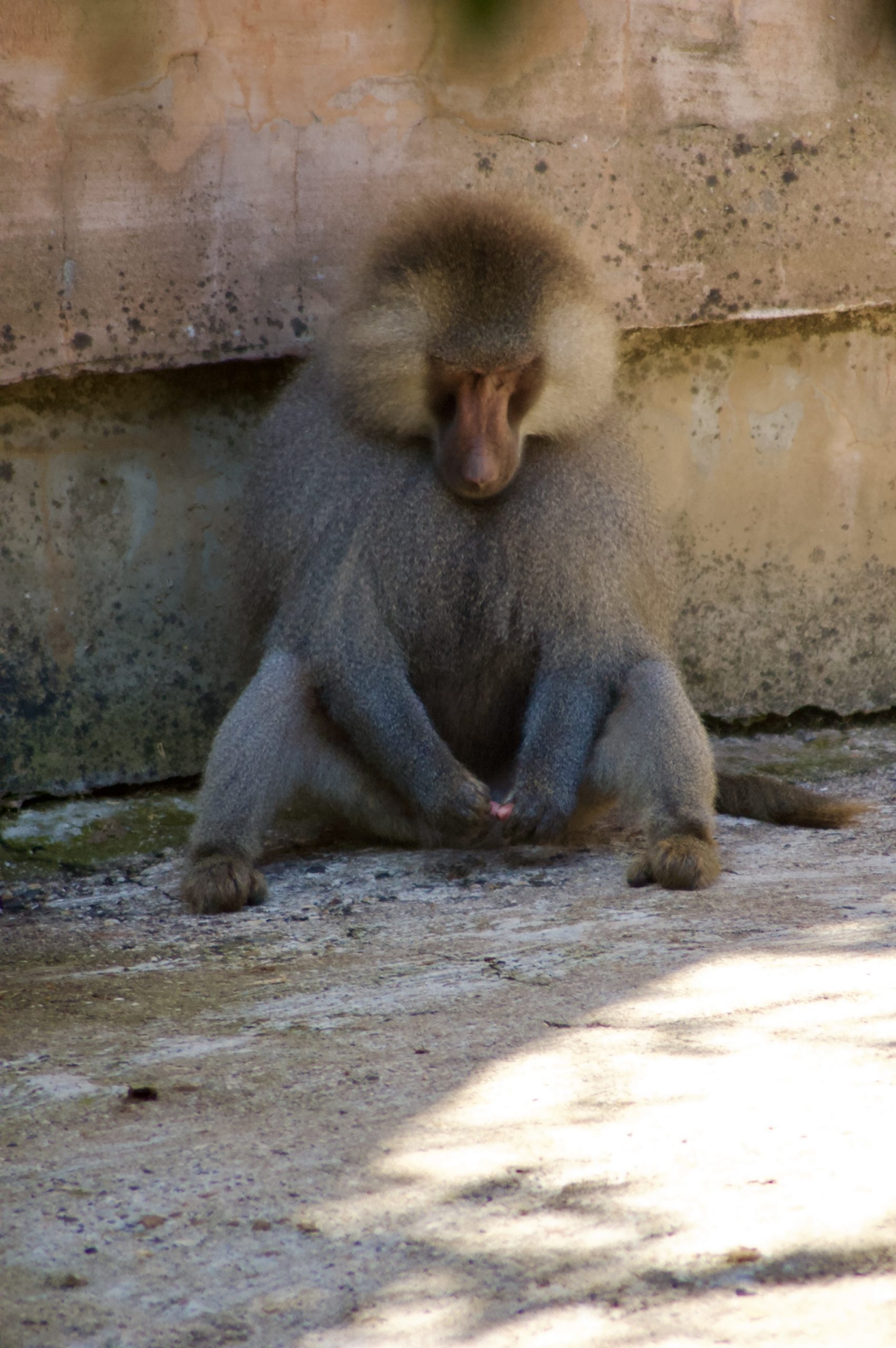 Hamadryas Baboon