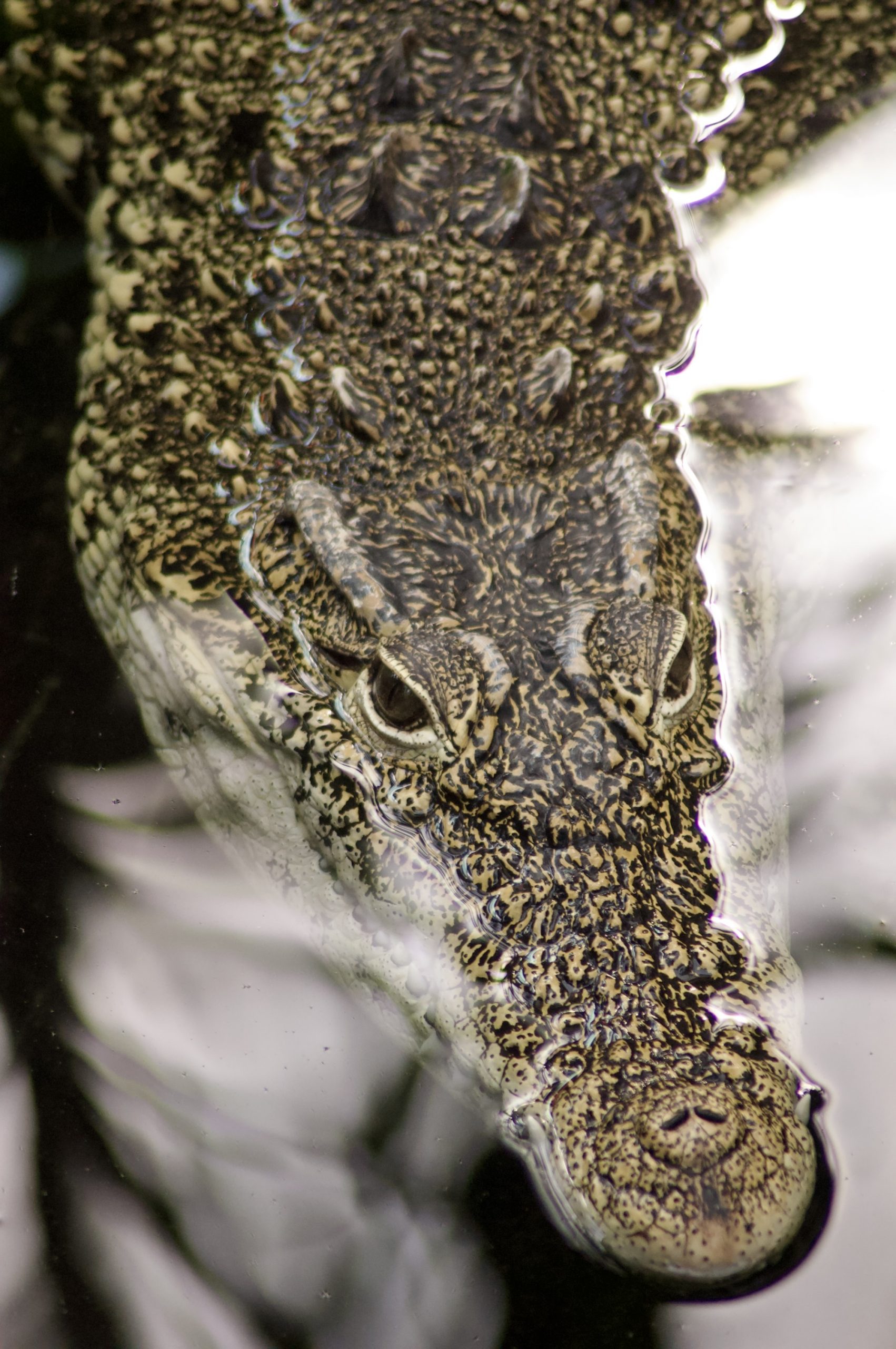 Cuban Crocodile
