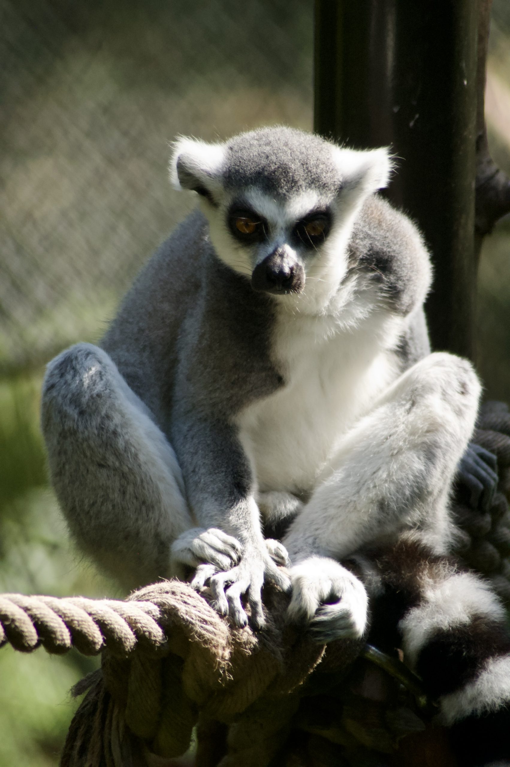 Ring-tailed Lemur