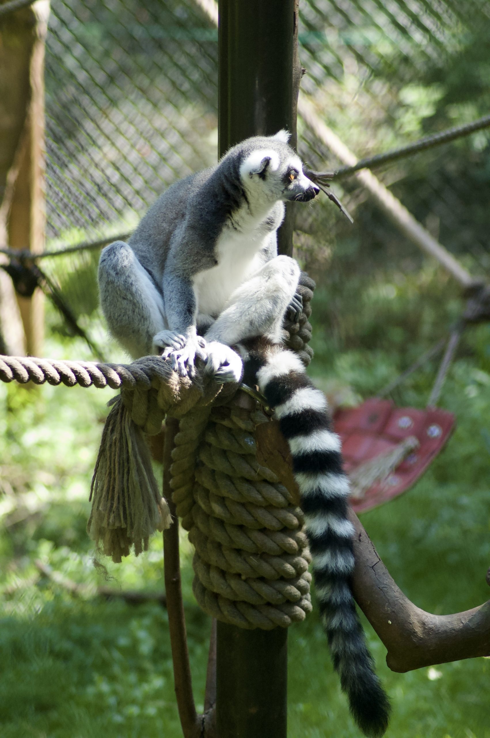 Ring-tailed Lemur