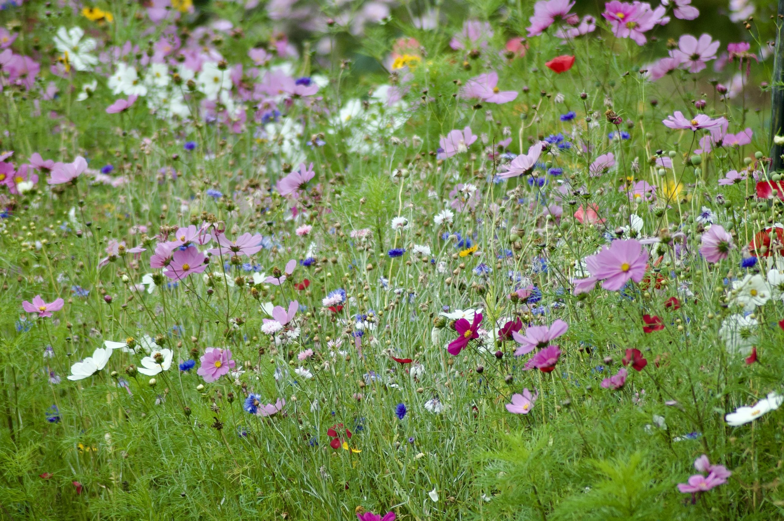 Wild Flowers