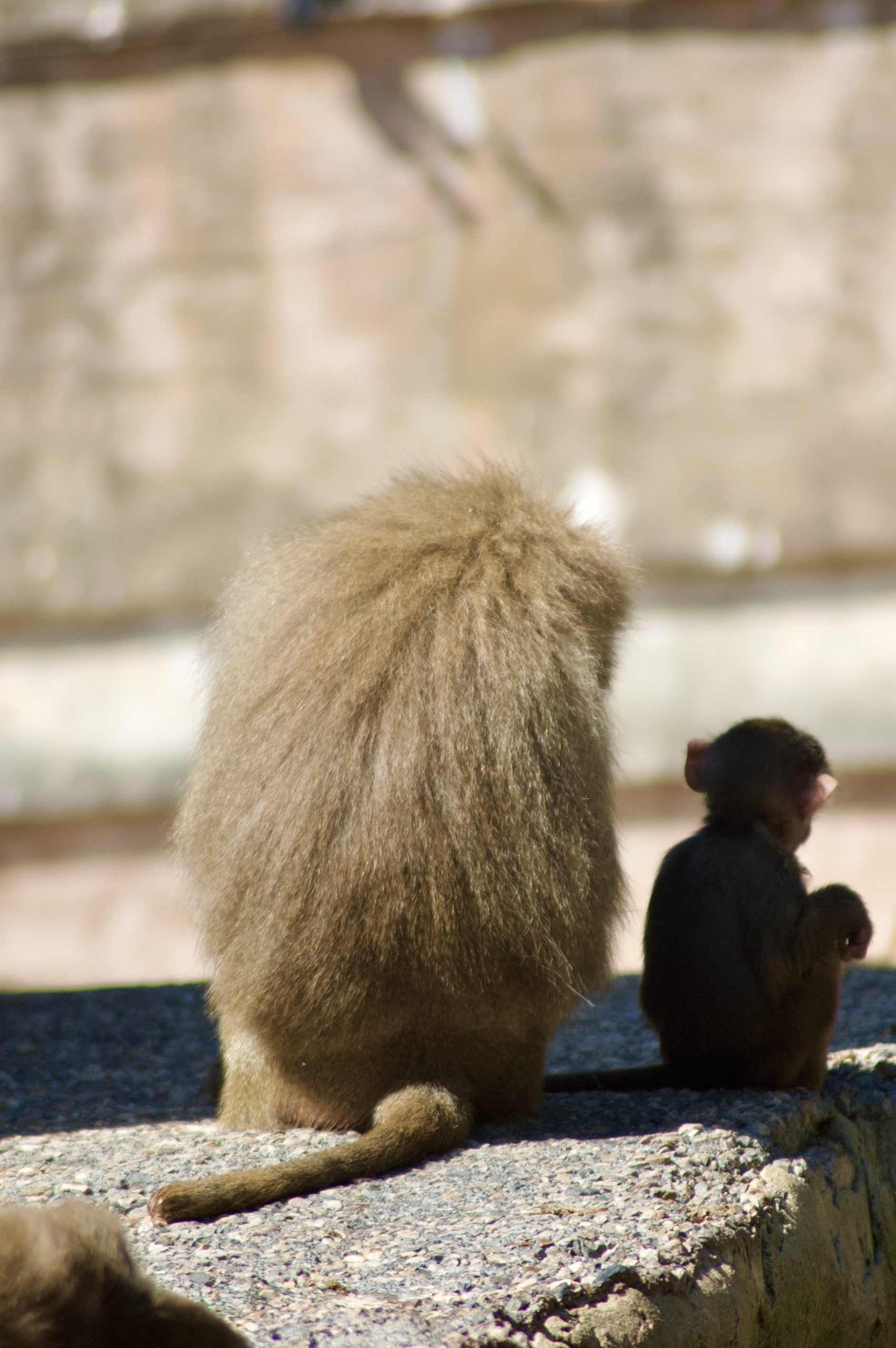 Hamadryas Baboons