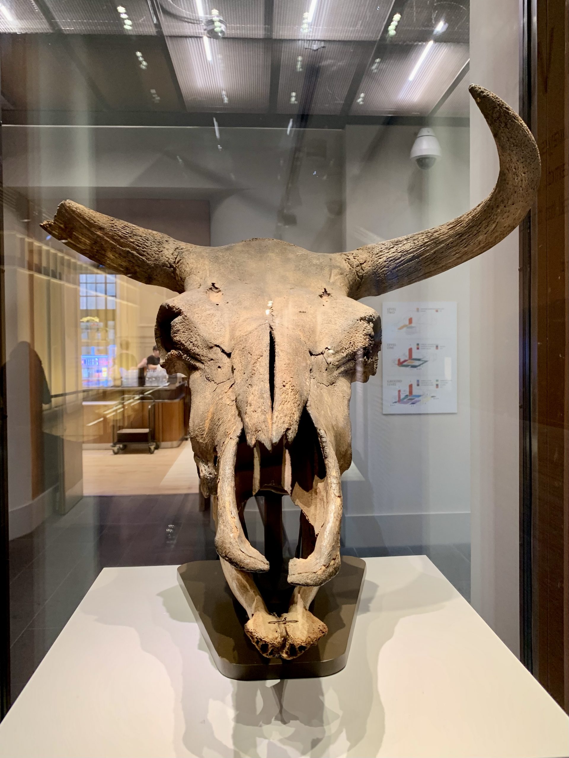 Auroch Skull